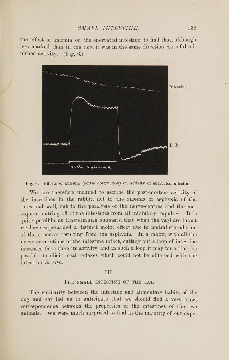 the effect of ansemia on the enervated intestine, to find that, although less marked than in the dog, it was in the same direction, 1.¢., of dimi- nished activity. (Fig. 6.) Intestine Fig. 6. Effects of anemia (aortic obstruction) on activity of enervated intestine. We are therefore inclined to ascribe the post-mortem activity of the intestines in the rabbit, not to the anemia or asphyxia of the intestinal wall, but to the paralysis of the nerve-centres, and the con- sequent cutting off of the intestines from all inhibitory impulses. It is quite possible, as Engelmann suggests, that when the vagi are intact we have superadded a distinct motor effect due to central stimulation of these nerves resulting from the asphyxia. In a rabbit, with all the nerve-connections of the intestine intact, cutting out a loop of intestine increases for a time its activity, and in such a loop it may for a time be possible to elicit local reflexes which could not be obtained with the intestine in stv. III. THE SMALL INTESTINE OF THE CAT. The similarity between the intestine and alimentary habits of the dog and cat led us to anticipate that we should find a very exact correspondence between the properties of the intestines of the two animals. We were much surprised to find in the majority of our ex pe-