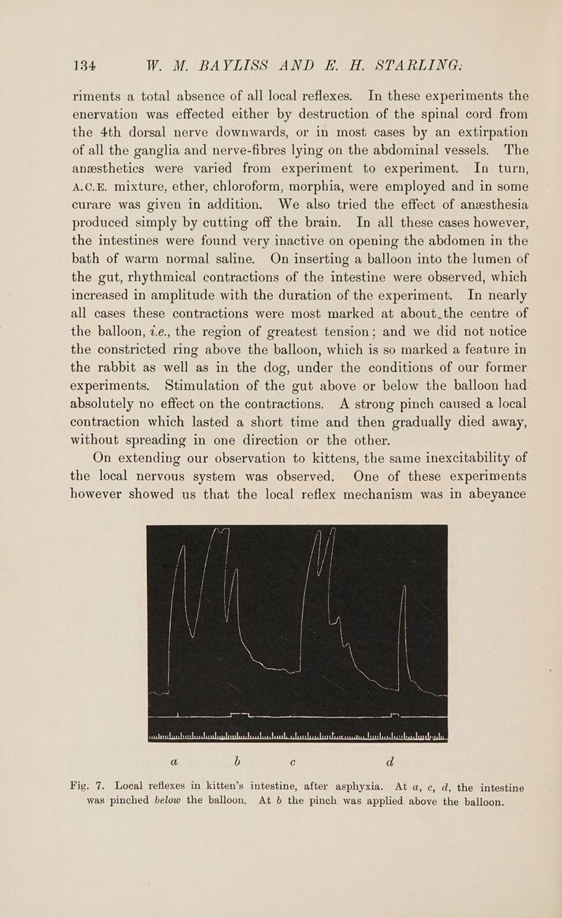 riments a total absence of all local reflexes. In these experiments the enervation was effected either by destruction of the spinal cord from the 4th dorsal nerve downwards, or in most cases by an extirpation of all the ganglia and nerve-fibres lying on the abdominal vessels. The anesthetics were varied from experiment to experiment. In turn, A.C.E. mixture, ether, chloroform, morphia, were employed and in some curare was given in addition. We also tried the effect of anzesthesia produced simply by cutting off the brain. In all these cases however, the intestines were found very inactive on opening the abdomen in the bath of warm normal saline. On inserting a balloon into the lumen of the gut, rhythmical contractions of the intestine were observed, which increased in amplitude with the duration of the experiment. In nearly all cases these contractions were most marked at about the centre of the balloon, 2.e., the region of greatest tension; and we did not notice the constricted ring above the balloon, which is so marked a feature in the rabbit as well as in the dog, under the conditions of our former experiments. Stimulation of the gut above or below the balloon had absolutely no effect on the contractions. A strong pinch caused a local contraction which lasted a short time and then gradually died away, without spreading in one direction or the other. On extending our observation to kittens, the same inexcitability of the local nervous system was observed. One of these experiments however showed us that the local reflex mechanism was in abeyance Fig. 7. Local reflexes in kitten’s intestine, after asphyxia. At a, c, d, the intestine was pinched below the balloon. At b the pinch was applied above the balloon.