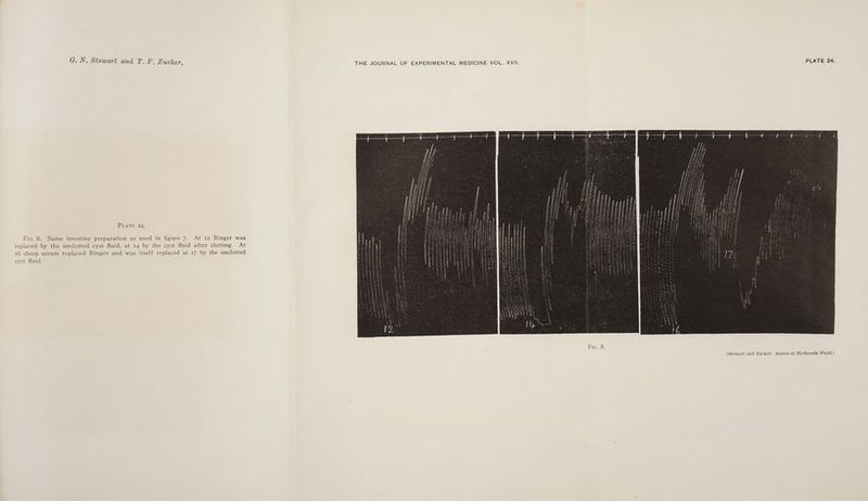 PLATE 24. Fic. 8. Same intestine preparation as used in figure 7. At 12 Ringer was replaced by the unclotted cyst fluid, at 14 by the cyst fluid after clotting. At 16 sheep serum replaced Ringer and was itself replaced at 17 by the unclotted cyst fluid