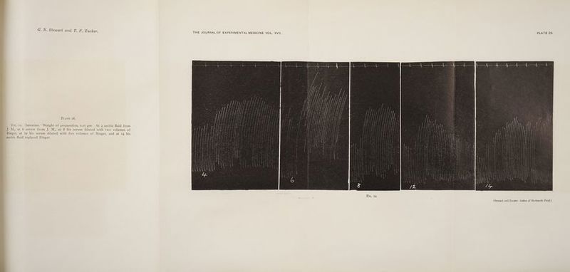 Y T YY ae m PLATE 26. Fic. 12. Intestine. Weight of preparation, 0.25 gm. At 4 ascitic fluid from J. M., at 6 serum from J. M., at 8 his serum diluted with two volumes of Ringer, at 12 his serum diluted with five volumes of Ringer, and at 14 his ascitic fluid replaced Ringer.
