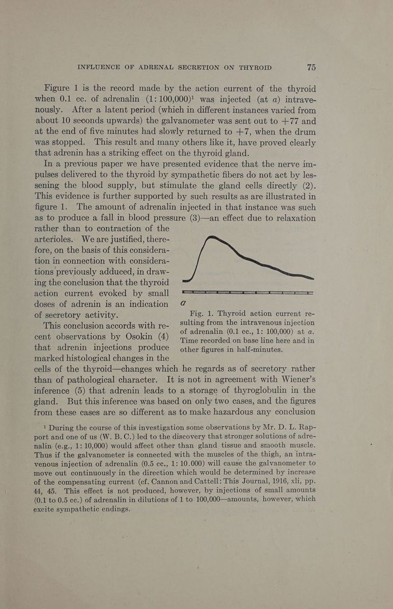 Figure 1 is the record made by the action current of the thyroid when 0.1 cc. of adrenalin (1: 100,000)! was injected (at a) intrave- nously. After a latent period (which in different instances varied from about 10 seconds upwards) the galvanometer was sent out to +77 and at the end of five minutes had slowly returned to +7, when the drum was stopped. This result and many others like it, have proved clearly that adrenin has a striking effect on the thyroid gland. In a previous paper we have presented evidence that the nerve im- pulses delivered to the thyroid by sympathetic fibers do not act by les- sening the blood supply, but stimulate the gland cells directly (2). This evidence is further supported by such results as are illustrated in figure 1. The amount of adrenalin injected in that instance was such as to produce a fall in blood pressure (3)—an effect due to relaxation rather than to contraction of the arterioles. - We are justified, there- fore, on the basis of this considera- tion in connection with considera- tions previously adduced, in draw- ing the conclusion that the thyroid action current evoked by small doses of adrenin is an indication @ of secretory activity. Fig. 1. Thyroid action current re- This conclusion accords with re- sulting from the intravenous injection ; : of adrenalin (0.1 cc., 1: 100,000) at a. cent observations by Osokin (4) Time recorded on base line here and in that adrenin injections produce other figures in half-minutes. marked histological changes in the cells of the thyroid—changes which he regards as of secretory rather than of pathological character. It is not in agreement with Wiener’s inference (5) that adrenin leads to a storage of thyroglobulin in the gland. But this inference was based on only two cases, and the figures from these cases are so different as to make hazardous any conclusion 1 During the course of this investigation some observations by Mr. D. L. Rap- port and one of us (W. B.C.) led to the discovery that stronger solutions of adre- nalin: (e.g., 1: 10,000) would affect other than gland tissue and smooth muscle. Thus if the galvanometer is connected with the muscles of the thigh, an intra- venous injection of adrenalin (0.5 cc., 1: 10.000) will cause the galvanometer to move out continuously in the direction which would be determined by increase of the compensating current (cf. Cannon and Cattell: This Journal, 1916, xli, pp. 44, 45. This effect is not produced, however, by injections of small amounts (0.1 to 0.5 ec.) of adrenalin in dilutions of 1 to 100,000—amounts, however, which excite sympathetic endings.
