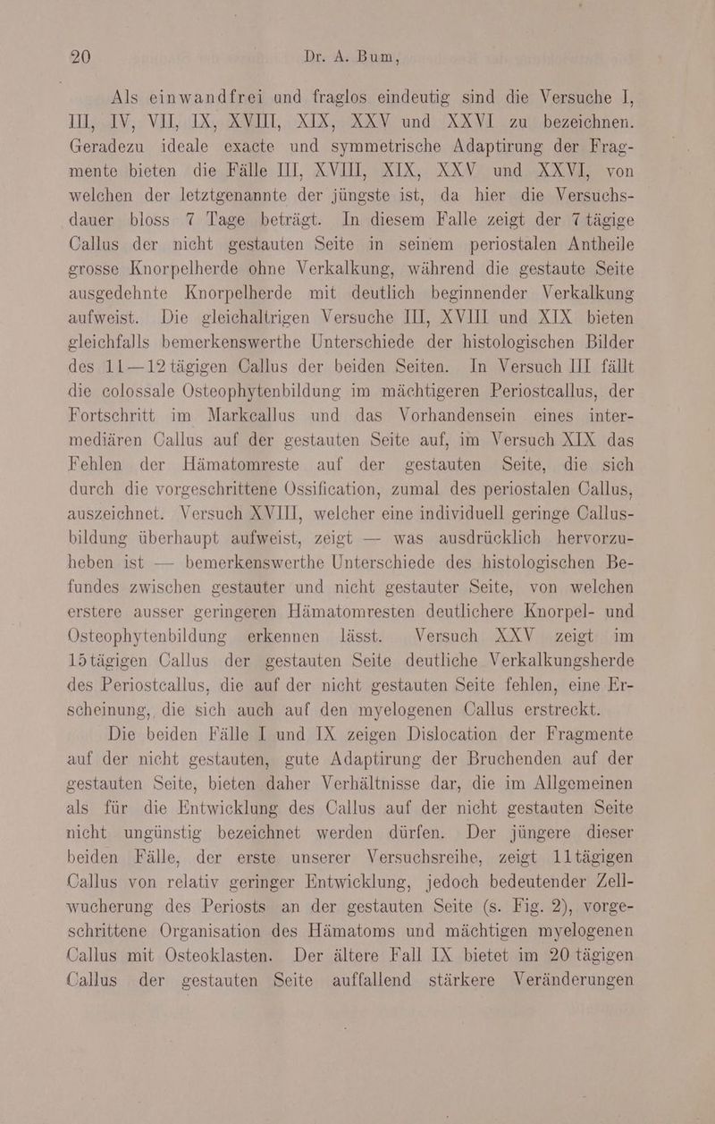 Als einwandfrei und fraglos eindeutig sind die Versuche I], II, IV, VI, IX, XVoL, XIX, XXV und XXVI zu bezeichnen. Geradezu ideale exacte und symmetrische Adaptirung der Frag- mente bieten die Fälle III, XVIH, XIX, XXV und XXVL von welchen der letztgenannte der jüngste ist, da hier die Versuchs- dauer bloss 7 Tage beträgt. In diesem Falle zeigt der 7 tägige Öallus der nicht gestauten Seite in seinem periostalen Antheile grosse Knorpelherde ohne Verkalkung, während die gestaute Seite ausgedehnte Knorpelherde mit deutlich beginnender Verkalkung aufweist. Die gleichaltrigen Versuche III, XVII und XIX bieten gleichfalls bemerkenswerthe Unterschiede der histologischen Bilder des 11—12tägigen Callus der beiden Seiten. In Versuch III fällt die colossale Osteophytenbildung im mächtigeren Periostecallus, der Fortschritt im Markcallus und das Vorhandensein eines inter- mediären Oallus auf der gestauten Seite auf, im Versuch XIX das Fehlen der Hämatomreste auf der gestauten Seite, die sich durch die vorgeschrittene Össification, zumal des periostalen Oallus, auszeichnet. Versuch XVII, welcher eine individuell geringe Callus- bildung überhaupt aufweist, zeigt — was ausdrücklich hervorzu- heben ist — bemerkenswerthe Unterschiede des histologischen Be- fundes zwischen gestauter und nicht gestauter Seite, von welchen erstere ausser geringeren Hämatomresten deutlichere Knorpel- und Osteophytenbildung erkennen lässt. Versuch XÄXV zeigt im 15tägigen Oallus der gestauten Seite deutliche Verkalkungsherde des Periostcallus, die auf der nicht gestauten Seite fehlen, eine Er- scheinung, die sich auch auf den myelogenen Oallus erstreckt. Die beiden Fälle I und IX zeigen Dislocation der Fragmente auf der nicht gestauten, gute Adaptirung der Bruchenden auf der gestauten Seite, bieten daher Verhältnisse dar, die im Allgemeinen als für die Entwicklung des Oallus auf der nicht gestauten Seite nicht ungünstig bezeichnet werden dürfen. Der jüngere dieser beiden Fälle, der erste unserer Versuchsreihe, zeigt 1l1ltägigen Oallus von relativ geringer Entwicklung, jedoch bedeutender Zell- wucherung des Periosts an der gestauten Seite (s. Fig. 2), vorge- schrittene Organisation des Hämatoms und mächtigen myelogenen Gallus mit Osteoklasten. Der ältere Fall IX bietet im 20 tägigen Callus der gestauten Seite auffallend stärkere Veränderungen