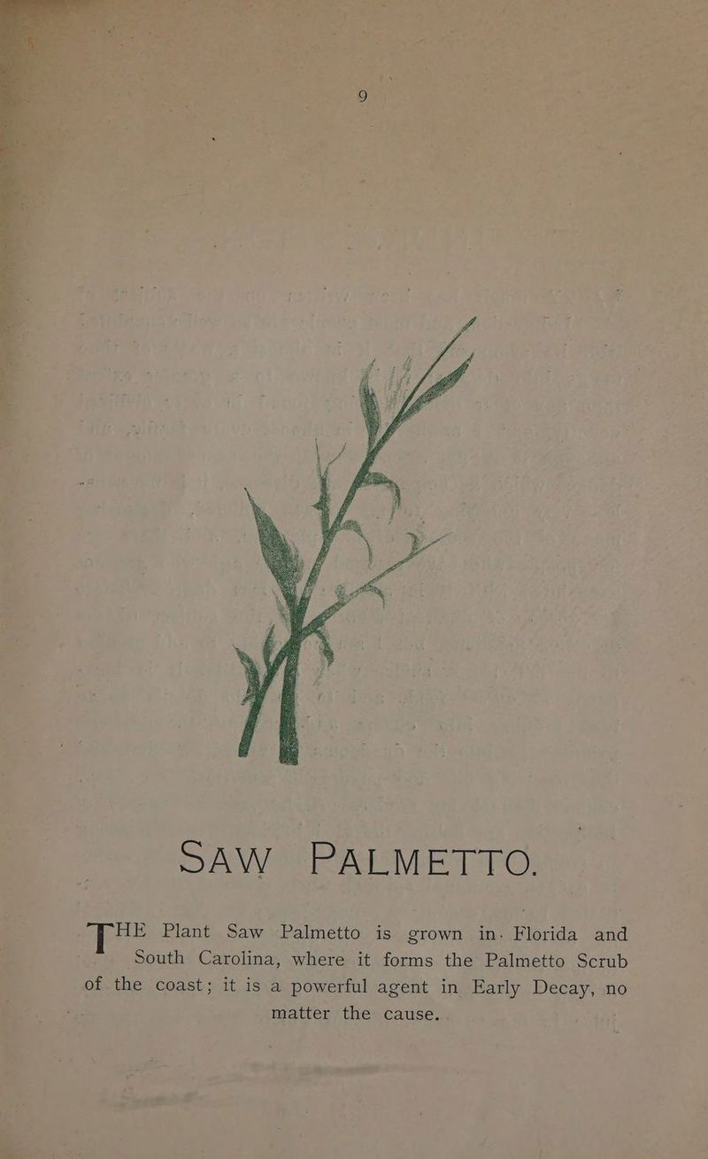 . Tr Plant Saw Palmetto is grown in- Florida and © South Carolina, where it forms the Palmetto Scrub of the coast; it is a powerful agent in Early Decay, no eh Bie matter the cause. | pe af el pre * i ltt ee | i ee + P: ea J she atte Tat ae