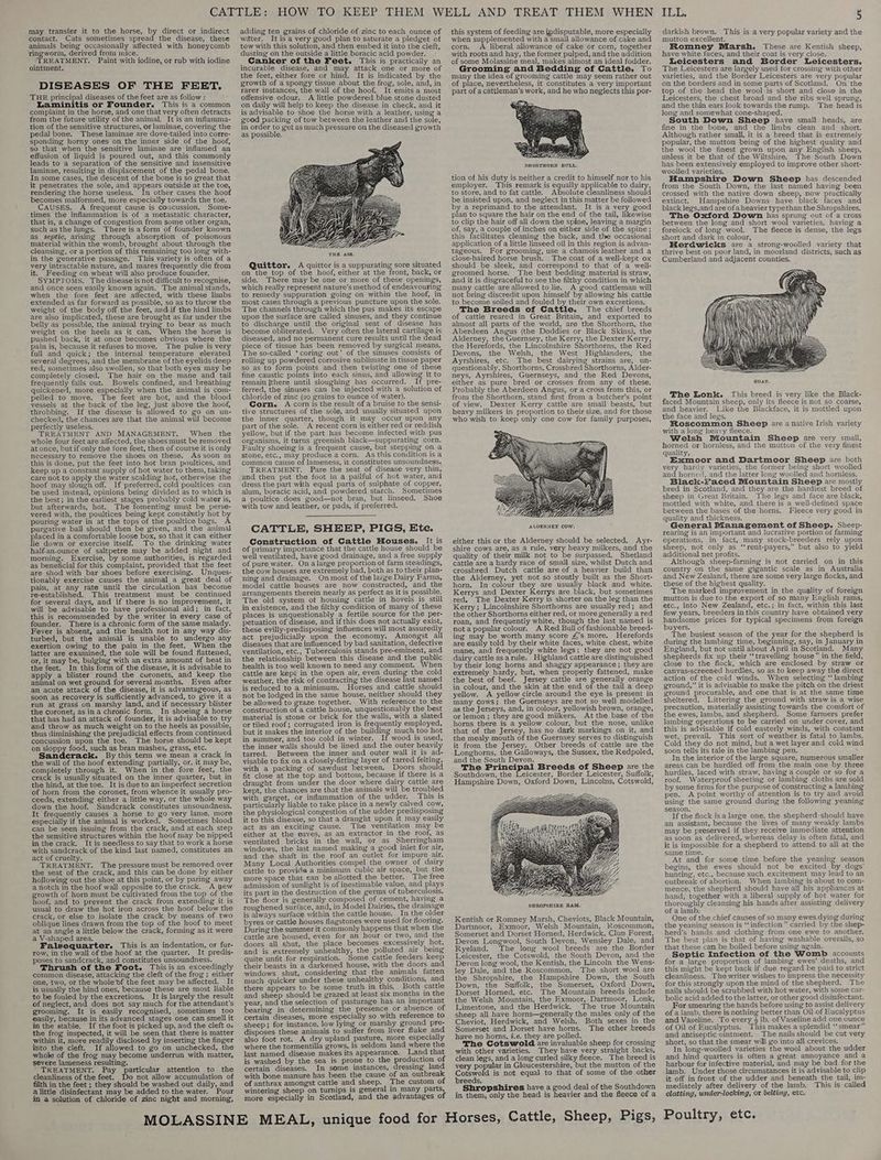may transfer it to the horse, by direct or indirect contact. Cats sometimes spread the disease, these animals being occasionally affected with honeycomb ringworm, derived from nice. TREATMENT, Paint with iodine, or rub with iodine ointment. DISEASES OF THE FEET. THE principal diseases of the feet are as follow: Laminitis or Founder. This is a common complaint in the horse, and one that very often detracts from the future utility of the animal. It is an inflamma- tion of the sensitive structures, or laminae, covering the pedal bone. These laminae are dove-tailed into corre- sponding horny ones on the inner side of the hoof, so that when the sensitive laminae are inflamed an effusion of liquid is poured out, and this commonly leads to a separation of the sensitive and insensitive laminae, resulting in displacement of the pedal bone. In some cases, the descent of the bone is so great that it penetrates the sole, and appears outside at the toe, rendering the horse useless. In other cases the hoof becomes malformed, more especially towards the toe. CAUSES. A frequent cause is concussion, Some- times the inflammation is of a metastatic character, that is, a change of congestion from some other organ, such as the lungs. There is a form of founder known as septic, arising through absorption of poisonous material within the womb, brought about through the cleansing, or a portion of this remaining too long with- in the generative passage. This variety is often of a very intractable nature, and mares frequently die from it. Feeding on wheat will also produce founder, SYMPTOMS. The disease is not difficult to recognise, and once seen easily known again. The animal stands, when the fore feet are affected, with these limbs extended as far forward as possible, so as to throw the weight of the body off the feet, and.if the hind limbs are also implicated, these are brought as far under the belly as possible, the animal trying to bear as much weight on the heels as it can. When the horse is pushed back, it at once becomes obvious where the pain is, because it refuses to move. The pulse is very full and quick; the internal temperature elevated several degrees, and the membrane of the eyelids deep red, sometimes also swollen, so that both eyes may be completely closed. The hair on the mane and tail frequently falls out. Bowels confined, and breathing quickened, more especially when the animal is com- pelled to move. The feet are hot, and the blood vessels at the back of the leg, just above the hoof, throbbing. If the disease is allowed to go on un- checked, the chances are that the animal will become perfectly useless, TREATMENT AND MANAGEMENT. When the whole four feet are affected, the shoes must be removed at once, but if only the fore feet, then of course it is only necessary to remove the shoes on these. As soon as this is done, put the feet into hot bran poultices, and keep up a constant supply of hot water to them, taking care not to apply the water scalding hot, otherwise the hoof may slough off. If preferred, cold poultices can be used instead, opinions being divided as to which is the best; in the earliest stages probably cold water is, but afterwards, hot. The fomenting must be perse- vered with, the poultices being kept constantly hot by pouring water in at the tops of the poultice bags. A purgative ball should then be given, and the animal placed in a comfortable loose box, so that it can either lie down or exercise itself. To the drinking water half-an-ounce of saltpetre may be added night and morning. Exercise, by some authorities, is regarded as beneficial for this complaint, provided that the feet are shod with bar shoes before exercising. Unques- tionably exercise causes the animal a great deal of pain, at any rate until the circulation has become re-established. This treatment must be continued for several days, and if there is no improvement, it will be advisable to have professional aid; in fact, this is recommended by the writer in every case of founder. There is a chronic form of the same malady. Fever is absent, and the health not in any way dis- turbed, but the animal is unable to undergo any exertion owing to the pain in the feet. When the latter are examined, the sole will be found flattened, or, it may be, bulging with an extra amount of heat in the feet. In this form of the disease, it is advisable to apply a blister round the cuvronets, and keep the animal on wet ground for several months. Even after an acute attack of the disease, it is advantageous, as soon as recovery is sufficiently advanced, to give it a run at grass on marshy land, and if necessary blister the coronet; as ina chronic form. In shoeing a horse that has had an attack of founder, it is advisable to try and throw as much weight on to the heels as possible, thus diminishing the prejudicial effects from continued concussion upon the toe, The horse should be kept on sloppy food, such as bran mashes, grass, etc. Sandcrack. By this term we mean a crack in the wall of the hoof extending partially, or, it may be, Completely through it. When in the fore feet, the crack is usually situated on the inner quarter, but in the hind, at the toe. It is due to an imperfect secretion of horn from the coronet, from whence it usually pro- ceeds, extending either a little way, or the whole way down the hoof, Sandcrack constitutes unsoundness. It frequently causes a horse to go very lame, more especially if the animal is worked. Sometimes blood can be seen issuing from the crack, and at each step the sensitive structures within the hoof may be nipped in the crack. It is needless to say that to work a horse with sandcrack of the kind last named, constitutes an act of cruelty. TREATMENT. The pressure must be removed over the seat of the crack, and this can be done by either hollowing out the shoe at this point, or by paring away a notch in the hoof wall opposite to the crack. A new growth of horn must be cultivated from the top of the hoof, and to prevent the crack from extending it is usual to draw the hot iron across the hoof below the crack, or else to isolate the crack by means of two at an angle a little below the crack, forming as it were a V-shaped area. Falsequarter,. This is an indentation, or fur- row, in the wall of the hoof at the quarter. It predis- poses to sandcrack, and constitutes unsoundness. Thrush of the Foot. This is an exceedingly common disease, attacking the cleft of the frog; either one, two, or the whole Of the feet may be affected. It is usually the hind ones, because these are most liable to be fouled by the excretions. It is largely the result of neglect, and does not say much for the attendant’s grooming. It is easily recognised, sometimes too easily, because in its advanced stages one can smell it in the stable. If the foot is picked up, and the cleft a the frog inspected, it will be seen that there is matter within it, more readily disclosed by inserting the finger into the cleft. If allowed to go on unchecked, the whole of the frog may become underrun with matter, severe lameness resulting, TREATMENT. Pay particular attention to the cleanliness of the feet. Do not allow accumulation of filth in the feet ; they should be washed out daily, and alittle disinfectant may be added to the water. Pour in a solution of chloride of zinc night and morning, adding ten grains of chloride of zinc to each ounce of water, It is a very good plan to saturate a pledget of tow with this solution, and then embed it into the cleft, dusting on the outside a little boracic acid powder. Canker of the Feet. This is practically an incurable disease, and may attack one or more of the feet, either fore or hind, It is indicated by the growth of a spongy tissue about the frog, sole, and, in rarer instances, the wall of the hoof. It emits a most offensive odour. A little powdered blue stone dusted on daily will help to keep the disease in check, and it is advisable to shoe the horse with a leather, using a good packing of tow between the leather and the sole, in order to get as much pressure on the diseased growth as possible. Quittor. A quittor is a suppurating sore situated on the top of the hoof, either at the front, back, or side. There may be one or more of these openings, which really represent nature’s nethod of endeavouring to remedy suppuration going on within the hoof, in most cases through a previous puncture upon the sole. The channels through which the pus makes its escape upon the surface are called sinuses, and they continue to discharge until the original seat of disease has become obliterated. Very often the lateral cartilage is diseased, and no permanent cure results until the dead piece of tissue has been removed by surgical means. The so-called ‘coring out’ of the sinuses consists of rolling up powdered corrosive sublimate in tissue paper so as to form points and then twisting one of these fine caustic points into each sinus, and allowing it to remain {there until sloughing has occurred. If pre- ferred, the sinuses can be injected with a solution of chloride of zinc (20 grains to ounce of water). Corn. A cornis the result of a bruise to the sensi- tive structures of the sole, and usually situated upon the inner quarter, though it may occur upon any part of the sole. A recent corn is either red or reddish yellow, but if the part has become infected with pus organisms, it turns greenish black—suppurating corn. Faulty shoeing is a frequent cause, but stepping on a stone, etc., may produce acorn. As this condition isa common cause of lameness, it constitutes unsoundness, TREATMENT. Pare the seat of disease very thin, and then put the foot in a pailful of hot water, and dress the part with equal parts of sulphate of copper, alum, boracic acid, and powdered starch. Sometimes a poultice does good—not bran, but linseed. Shoe with tow and leather, or pads, if preferred. CATTLE, SHEEP, PIGS, Ete. Construction of Cattle Houses. It is of primary importance that the cattle house should be well ventilated, have good drainage, and a free supply of pure water. Ona large proportion of farm steadings, the cow houses are extremely bad, both as to their plan- ning and drainage. Onmost of the laige Dairy Farms, model cattle houses are now constructed, and the arrangements therein nearly as perfect as it is possible, The old system ot housing cattle in hovels is still in existence, and the filthy condition of many of these places is unquestionably a fertile source for the per- petuation of disease, and if this does not actually exist, these evilly-predisposing influences will most assuredly act prejudicially upon the economy. Amongst all diseases that are influenced by bad sanitation, defective ventilation, etc., Tuberculosis stands pre-eminent, and the relationship between this disease and the public health is too well known to need any comment. When cattle are kept in the open air, even during the cold weather, the risk of contracting the disease last named is reduced to a minimum. Horses and cattle should not be lodged in the same house, neither should they be allowed to graze together. With reference to the construction of a cattle house, unquestionably the best material is stone or brick for the walls, with a slated or tiled roof; corrugated iron is frequently employed, but it makes the interior of the building much too hot in summer, and too cold in winter. If wood is used, the inner walls should be lined and the outer pried tarred. Between the inner and outer wall it is ad- visable to fix on a closely-fitting layer of tarred felting, with a packing of sawdust between. Doors should fit close at the top and bottom, because if there is a draught from under the door where dairy cattle are kept, the chances are that the animals will be troubled with garget, or inflammation of the udder. This is particularly liable to take place in a newly calved cow, the physiological congestion of the udder predisposing it to this disease, so that a draught upon it may easily act as an exciting cause. The ventilation may be either at the eaves, as an extractor in the roof, as ventilated bricks in the wall, or as Sherringham windows, the last named making a good inlet for air, and the shaft in the roof an outlet for impure air. Many Local Authorities compel the owner of dairy cattle to provide a minimum cubic air space, but the more space that can be allotted the better. The free admission of sunlight is of inestimable value, and plays its part in the destruction of the germs of tuberculosis. The floor is generally composed of cement, having a roughened surface, and, in Model Dairies, the drainage is always surface within the cattle house. In the older byres or cattle houses flagstones were used for flooring. During the summer it commonly happens that when the cattle are housed, even for an hour or two, and the doors all shut, the place becomes excessively hot, and is extremely unhealthy, the polluted air being quite unfit for respiration. Some cattle feeders keep their beasts in a darkened house, with the doors and windows shut, considering that the animals fatten much quicker under these unhealthy conditions, and there appears to be some truth in this. Both cattle and sheep should be grazed at least six months in the ear, and the selection of pasturage has an important bearing in determining the presence or absence of certain diseases, more especially so with reference to sheep; for instance, low lying or marshy ground pre- disposes these animals to suffer from liver fluke and also foot rot. A dry upland pasture, more especially where the tormentilla grows, is seldom land where the last named disease makes its appearance. Land that is washed by the sea is prone to the production of certain diseases. In some instances, dressing land with bone manure has been the cause of an outbreak of anthrax amongst cattle and sheep. The custom of wintering sheep on turnips is general in many parts, more especially in Scotland, and the advantages of this system of feeding are jpdisputable, more especially when supplemented with a small allowance of cake and corn, A liberal allowance of cake or corn, together with roots and hay, the former pulped, and the addition of some Molassine meal, makes almost an ideal fodder. Grooming and Bedding of Cattle. To many the idea of grooming cattle may seem rather out of place, nevertheless, it constitutes a very important part of a cattleman’s work, and he who neglects this por- tion of his duty is neither a credit to himself nor to his employer. This remark is equally applicable to dairy, to store, and to fat cattle. Absolute cleanliness should be insisted upon, and neglect in this matter be followed by a reprimand to the attendant. It is a very good plan to square the hair on the end of the tail, likewise to clip the hair off all down the spine, leaving a margin of, say, a couple of inches on either side of the spine; this facilitates cleaning the back, and the occasional application of a little linseed oil in this region is advan- tageous. For grooming, use a chamois leather and a close-haired horse brush. The coat of a well-kept ox should be sleek, and correspond to that of a well- groomed horse. The best bedding material is straw, and it is disgraceful to see the filthy condition in which many cattle are allowed to lie. A good cattleman will not bring discredit upon himself by allowing his cattle to become soiled and fouled by their own excretions. The Breeds of Cattle. The chief breeds of cattle reared in Great Britain, and exported to almost all parts of the world, are the Shorthorn, the Aberdeen Angus (the Doddies or Black Skins), the Alderney, the Guernsey, the Kerry, the Dexter Kerry, the Herefords, the Lincolnshire Shorthorns, the Red Devons, the Welsh, the West Highlanders, the Ayrshires, etc. The best dairying strains are, un- questionably, Shorthorns, Crossbred Shorthorns, Alder- neys, Ayrshires, Guernseys, and the Red Devons, either as pure bred or crosses from any of these. Probably the Aberdeen Angus, or a cross from this, or from the Shorthorn, stand first from a butcher’s point of view. Dexter Kerry cattle are small beasts, but heavy milkers in proportion to their size, and for those who wish to keep only one cow for family purposes, either this or the Alderney should be selected. Ayr- shire cows are, as a rule, very heavy milkers, and the quality of their milk not to be surpassed. Shetland cattle are a hardy race of small size, whilst Dutch and crossbred Dutch cattle are of a heavier build than the Alderney, yet not so stoutly built as the Short- horn. In colour they are usually black and white. Kerrys and Dexter Kerrys are black, but sometimes red. The Dexter Kerry is shorter on the leg than the Kerry; Lincolnshire Shorthorns are usually red; and the other Shorthorns either red, or more generally a red roan, and frequently white, though the last named is nota popular colour. A Red Bull of fashionable breed- ing may be worth many score 4’s more. Herefords are easily told by their white faces, white chest, white mane, and frequently white legs; they are not good dairy cattle asarule, Highland cattle are distinguished by their long horns and shaggy appearance; they are extremely hardy, but, when properly fattened, make the best of beef. Jersey cattle are generally orange in colour, and the skin at the end of-the tail a deep yellow. A yellow circle around the eye is present in many cows; the Guernseys are not so well modelled as the Jerseys, and, in colour, yellowish brown, orange, or lemon ; they are good milkers. At the base of the horns there is a yellow colour, but the nose, unlike that of the Jersey, has no dark markings on it, and the mealy mouth of the Guernsey serves to distinguish it from the Jersey. Other breeds of cattle are the Longhorns, the Galloways, the Sussex, the Redpoled, and the South Devon. The Principal Breeds of Sheep are the Southdown, the Leicester, Border Leicester, Suffolk, Hampshire Down, Oxford Down, Lincolns, Cotswold, iis WE SB SHROPSHIRE RAM, Kentish or Romney Marsh, Cheyviots, Black Mountain, Dartmoor, Exmoor, Welsh Mountain, Roscommon, Somerset and Dorset Horned, Herdwick, Clun Forest, Devon Longwool, South Devon, Wensley Dale, and Ryeland. The long wool breeds are the Border Leicester, the Cotswold, the South Devon, and the Devon long wool, the Kentish, the Lincoln the Wens- ley Dale, and the Roscommon, The short wool are the Shropshire, the Hampshire Down, the South Down, the Suffolk, the Somerset, Oxford Down, Dorset Horned, etc. The Mountain breeds include the Welsh Mountain, the Exmoor, Dartmoor, Lonk, Limestone, and the Herdwick. The true Mountain sheep all have horns—generally the males only of the Cheviot, Herdwick, and Welsh, Both sexes in the Somerset and Dorset have horns. The other breeds have no horns, é.e. they are polled. The Cotswold are invaluable sheep for crossing with other varieties. They have very straight backs, clean legs, and a long curled silky fleece. The breed is very popular in Gloucestershire, but the mutton of the Cosson is not equal to that of some of the other reeds. Shropshires have a good deal of the Southdown in them, only the head is heavier and the fleece of a LLG. 5 darkish brown. This is a very popular variety and the mutton excellent. Romney Marsh. These are Kentish sheep, have white faces, and their coat is very close. Leicesters and Border Leicesters. The Leicesters are largely used for crossing with other varieties, and the Border Leicesters are very popular on the borders and in some parts of Scotland. On the top of the head the wool is short and close in the Leicesters, the chest broad and the ribs well sprung, and the thin ears look towards the rump, The head is long and somewhat cone-shaped. South Down Sheep have small heads, are - fine in the bone, and the limbs clean and short. Although rather small, it is a breed that is extremely popular, the mutton being of the highest quality and the wool the finest grown upon any English sheep, unless it be that of the Wiltshire. The South Down has been extensively employed to improve other short- woolled varieties. Hampshire Down Sheep has descended from the South Down, the last named having been crossed with the native down sheep, now practically extinct. Hampshire Downs have black faces and black legs,and are ofa heavier typethan the Shropshires. The Oxford Down has sprung out of a cross between the long and short wool varieties, having a forelock of long wool. The fleece is dense, the legs short and dark in colour, Herdwicks are a strong-woolled variety that thrive best on poor land, in moorland districts, such as Cumberland and adjacent counties. The Lonk. This breed is very like the Black- faced Mountain sheep, only its fleece is not so coarse, and heavier. Like the Blackface, it is mottled upon the face and legs. Roscommon Sheep are a native Irish variety with a long heavy fleece. Welsh Mountain Sheep are very small, horned or hornless, and the mutton of the very finest quality, Exmoor and Dartmoor Sheep are both very hardy varieties, the former being short woolled and horned, and the latter long woolled and hornless, Black:¥aced Mountain Sheep are mostly bred in Scotland, and they are the hardiest breed of sheep in Great Britain. The legs and face are black, mottled with white, and there is a well-defined space between the bases of the horns. Fleece very good in quality and thickness. . General Management of Sheep. Sheep- rearing is an important and lucrative portion of farming Operations, in fact, many stock-breeders rely upon sheep, not only as ‘‘rent-payers,” but also to yield additional net profits. Although sheep-farming is not carried on in this country on the same gigantic scale as in Australia and New Zealand, there are some very large flocks, and these of the highest quality. The marked improvement in the quality of foreign mutton is due to the export of so many English rams, etc., into New Zealand, etc.; in fact, within this last few years, breeders in this country have obtained very ee some prices for typical specimens from foreign uyers. The busiest season of the year for the shepherd is during the lambing time, beginning, say, in January in England, but not until about April in Scotland. Man shepherds fix up their ‘‘travelling house” in the field, close to the flock, which are enclosed by straw or canvas-screened hurdles, so as to keep away the direct action of the cold winds. When selecting “lambing ground,” it is advisable to make the pitch on the driest ground procurable, and one that is at the same time sheltered. Littering the ground with straw is a wise precaution, materially assisting towards the comfort of the ewes, lambs, and shepherd. Some farmers prefer lambing operations to be carried on under cover, and this is advisable if cold easterly winds, with constant wet, prevail. This sort of weather is fatal to lambs. Cold they do not mind, but a wet layer and cold wind soon tells its tale in the lambing pen. In the interior of the large square, numerous smaller areas can be hurdled off from the main one by three hurdles, laced with straw, having a couple or so for a roof, Waterproof sheeting or lambing cloths are sold by some firms for the purpose of constructing a lambing pen. A point worthy of attention is to try and avoid using the same ground during the following yeaning season, If the flock isa large one, the shepherd-should have an assistant, because the lives of many weakly lambs may be preserved if they receive immediate attention as soon as delivered, whereas delay is often fatal, and it is impossible for a shepherd to attend to all at the same time, At and for some time before the yeaning season begins, the ewes should not be excited by dogs’ hunting, etc., because such excitement may lead to an outbreak of abortion. When lambing is about to com- mence, the shepherd should have all his appliances at hand, together with a liberal supply of hot water for thoroughly cleansing his hands after assisting delivery of a lamb. One of the chief causes of so many ewes dying during the yeaning season is ‘‘infection” carried by the shep- herd’s hands and clothing from one ewe to another, The best plan is that of having washable overalls, so that these can be boiled before using again. Septic Infection of the Womb accounts for a large proportion of lambing ewes’ deaths, and this might be kept back if due regard be paid to strict cleanliness. The writer wishes to impress the necessity for this strongly upon the mind of the shepherd. The nails should be scrubbed with hot water, with some car- bolic acid added to the latter, or other good disinfectant. For smearing the hands before using to assist delivery of a lamb, there is nothing better than Oil of Eucalyptus and Vaseline. To every 4 lb. of Vaseline add one ounce of Oil of Eucalyptus. “This makes a splendid ‘‘smear” and antiseptic ointment. The nails should be cut very short, so that the smear will go into all crevices. In long-woolled varieties the wool about the udder and hind quarters is often a great annoyance and a harbour for infective material, and may be bad for the lamb. Under those circumstances it is advisable to clip it off in front of the udder and beneath the tail, im- mediately after delivery of the lamb. This is called clatting, under-locking, or belting, etc. Poultry, etc.