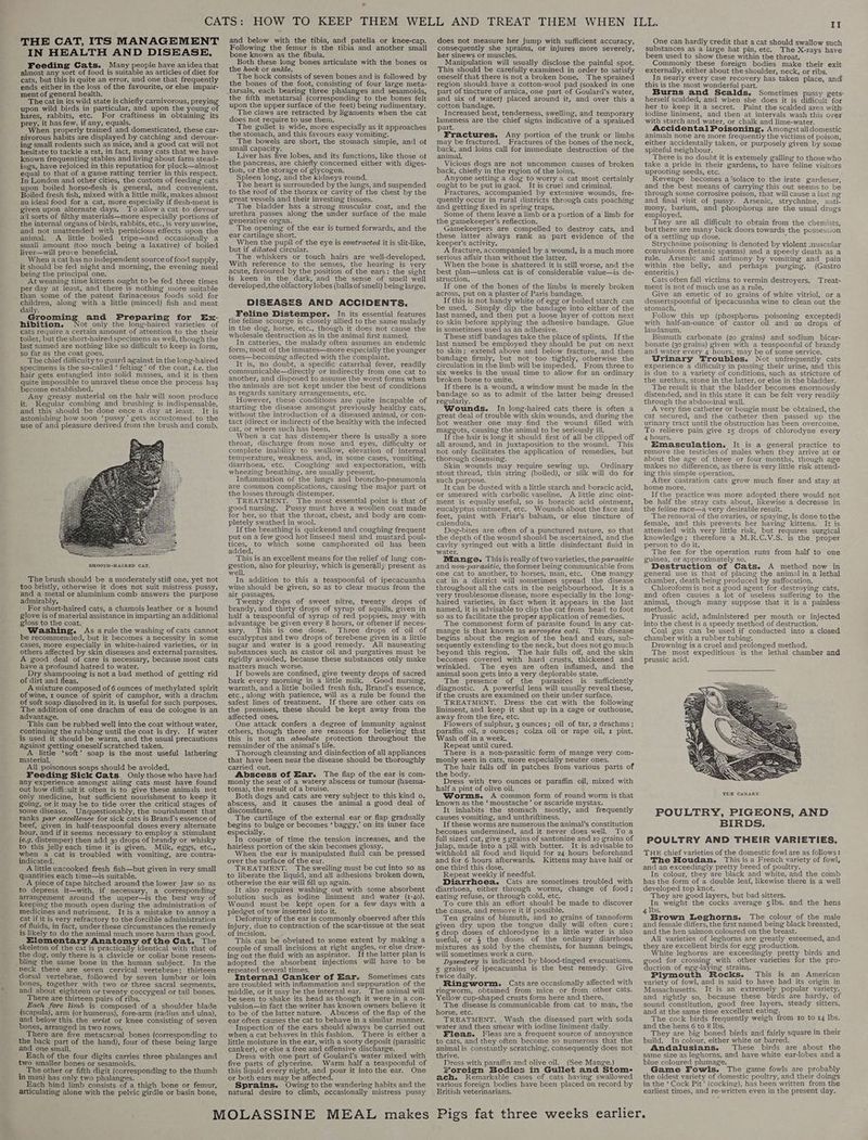 THE CAT, ITS MANAGEMENT IN HEALTH AND DISEASE. Feeding Cats. Many people have anidea that almost any sort of food is suitable as articles of diet for cats, but this is quite an error, and one that frequently ends either in the loss of the favourite, or else impair- ment of general health. The cat in its wild state is chiefly carnivorous, preying upon wild birds in particular, and upon the young of hares, rabbits, etc. For craftiness in obtaining its prey, it has few, ifany, equals. é When properly trained and domesticated, these car- nivorous habits are displayed by catching and devour- ing small rodents such as mice, and a good cat will not hesitate to tackle a rat, in fact, many cats that we have known frequenting stables and living about farm stead- ings, have rejoiced in this reputation for pluck—almost equal to that of a game ratting terrier in this respect. In London and other cities, the custom of feeding cats upon boiled horse-flesh is general, and convenient. Boiled fresh fish, mixed with a little milk, makes almost an ideal food for a cat, more especially if flesh-meat is given upon alternate days. To allowa cat to devour all sorts of filthy materials—more especially portions of the internal organs of birds, rabbits, etc., is very unwise, and not unattended with pernicious effects upon the animal. <A little boiled tripe—and occasionally a small amount (too much being a laxative) of boiled liver—will prove beneficial. When a cat has no independent source of food supply, it should be fed night and morning, the evening meal being the principal one. At weaning time kittens ought to be fed three times per day at least, and there is nothing more suitable than some of the patent farinaceous foods sold for children, along with a little (minced) fish and meat daily. Grooming and Preparing for Ex- hibition. Not only the long-haired varieties of cats require a certain amount of attention to the their toilet, but the short-haired specimens as well, though the last named are nothing like so difficult to keep in form, so far as the coat goes. The chief difficulty to guard against in the long-haired specimens is the so-called ‘ felting’ of the coat, é.e. the hair gets entangled into solid masses, and it is then quite impossible to unravel these once the process has become established. Any greasy material on the hair will soon produce it. Regular combing and brushing is indispensable, and this should be done once a day at least. It is astonishing how soon ‘pussy’ gets accustomed to the use of and pleasure derived from the brush and comb. The brush should be a moderately stift one, yet not too bristly, otherwise it does not suit mistress pussy, and a metal or aluminium comb answers the purpose admirably, For short-haired cats, a chamois leather or a hound glove is of material assistance in imparting an additional gloss to the coat. Washing. As arule the washing of cats cannot be recommended, but it becomes a necessity in some cases, more especially in white-haired varieties, or in others affected by skin diseases and external parasites, A good deal of care is necessary, because most cats have a profound hatred to water. Dry shampooing is not a bad method of getting rid of dirt and fleas. A mixture composed of 6 ounces of methylated spirit of wine, r ounce of spirit of camphor, with a drachm of soft soap dissolved in it, is useful for such purposes. The addition of one drachm of eau de cologne is an advantage. This can be rubbed well into the coat without water, continuing the rubbing until the coat is dry. If water is used it should be warm, and the usual precautions ~ against getting oneself scratched taken. A little ‘soft’ soap is the most useful lathering material. All poisonous soaps should be avoided. Feeding Sick Cats. Only those who have had any experience amongst ailing cats must have found out how difficult it often is to give these animals not only medicine, but sufficient nourishment to keep it going, or it may be to tide over the critical stages of some disease. Unquestionably, the nourishment that ranks par excellence for sick cats is Brand’s essence of beef, given in half-teaspoonful doses every alternate hour, and if it seems necessary to employ a stimulant (e.g. distemper) then add 30 drops of brandy or whisky to this jelly each time it is given. Milk, eggs, etc., when a cat is troubled with vomiting, are contra- indicated, A little uncooked fresh fish—but given in very small quantities each time—is suitable. A piece of tape hitched around the lower jaw so as to depress it—with, if necessary, a corresponding arrangement around the upper—is the best way of keeping the mouth open during the administration of medicines and nutriment. It is a mistake to annoy a cat if it is very refractory to the forcible administration of fluids, in fact, under these circumstances the remedy is likely to do the amimal much more harm than good. Elementary Anatomy ofthe Cat. The skeleton of the cat is practically identical with that of the dog, only there is a clavicle or collar bone resem- _bling the same bone in the human subject. In the neck there are seven cervical vertebrae; thirteen dorsal vertebrae, followed by seven lumbar or loin bones, together with two or three sacral segments, and about eighteen or twenty coccygeal or tail bones. There are thirteen pairs of ribs. Each fore Vimb is composed of a shoulder blade (scapula), arm (or humerus), fore-arm (radius and ulna), and below this. the wrist or knee consisting of seven bones, arranged in two rows. There are five metacarpal bones (corresponding to the back part of the hand), four of these being large and one small. Each of the four digits carries three phalanges and two smaller bones or sesamoids. _ The other or fifth digit (corresponding to the thumb in man) has only two phalanges. Each hind limb consists of a thigh bone or femur, articulating alone with the pelvic girdle or basin bone, , and below with the tibia, and patella or knee-cap. Following the femur is the tibia and another small bone known as the fibula. Both these long bones articulate with the bones or the hock or ankle. The hock consists of seven bones and is followed by the bones of the foot, consisting of four large meta- tarsals, each bearing three phalanges and sesamoids, the fifth metatarsal (corresponding to the bones felt upon the upper surface of the feet) being rudimentary. The claws are retracted by ligaments when the cat does not require to use them. The gullet is wide, more especially as it approaches the stomach, and this favours easy vomiting. The bowels are short, the stomach simple, and ot small capacity. Liver has me lobes, and its functions, like those ot the pancreas, are chiefly concerned either with diges- tion, or the storage of glycogen. Spleen long, and the kidneys round. The heart is surrounded by the lungs, and suspended to the roof of the thorax or cavity of the chest by the great vessels and their investing tissues. The bladder has a strong muscular coat, and the urethra passes along the under surface of the male generative organ, The opening of the ear is turned forwards, and the ear cartilage short. When the pupil of the eye is contracted it is slit-like, but if dilated circular. The whiskers or touch hairs are well-developed. With reference to the senses, the hearing is very acute, favoured by the position of the ears; the sight is keen in the dark, and the sense of smell well developed,the olfactory lobes (balls of smell) being large, DISEASES AND ACCIDENTS. Feline Distemper. In its essential features the feline scourge is closely allied to the same malady in the dog, horse, etc., though it does not cause the wholesale destruction as in the animal first named. In catteries, the malady often assumes an endemic form, most of the inmates—more especially the younger ones—becoming affected with the complaint. It is, no doubt, a specific catarrhal fever, readily communicable—directly or indirectly from one cat to another, and disposed to assume the worst forms when the animals are not kept under the best of conditions as regards sanitary arrangements, etc. However, these conditions are quite incapable of starting the disease amongst previously healthy cats, without the introduction of a diseased animal, or con- tact (direct or indirect) of the healthy with the infected cat, or where such has been. When a cat has distemper there is usually a sore throat, discharge from nose and eyes, difficulty or complete inability to swallow, elevation of internal temperature, weakness, and, in some cases, vomiting, diarrhoea, etc. Coughing and expectoration, with wheezing breathing, are usually present. Inflammation of the lungs and broncho-pneumonia are common complications, causing the major part ot the losses through distemper. TREATMENT. The most essential point is that of good nursing. Pussy must have a woollen coat made for her, so that the throat, chest, and body are com- pletely swathed in wool. Ifthe breathing is quickened and coughing frequent put on a few good hot linseed meal and mustard poul- tices, to which some camphorated oil has been added. This is an excellent means for the relief of lung con- at at also for pleurisy, which is generally present as well. In addition to this a teaspoonful. of ipecacuanha wine should be given, so as to clear mucus from the air passages, Twenty drops of sweet nitre, twenty drops of brandy, and thirty drops of syrup of squills, given in half a teaspoonful of syrup of red poppies, may with advantage be given every 8 hours, or oftener if neces- sary. This is one dose. Three drops of oil of eucalyptus and two drops of terebene given in a little sugar and water is a good remedy. All nauseating substances such as castor oil and purgatives must be rigidly avoided, because these substances only make matters much worse. If bowels are confined, give twenty drops of sacred bark every morning in a little milk. Good nursing, warmth, and a little boiled fresh fish, Brand’s essence, etc., along with patience, will as a rule be found the safest lines of treatment. If there are other cats on the premises, these should be kept away from the affected ones. One attack confers a degree of immunity against others, though there are reasons for believing that this is not an absolute protection throughout the remainder of the animal's life. Thorough cleansing and disinfection of all appliances that have been near the disease should be thoroughly carried out, Abscess of Ear. The flap of the ear is com- monly the seat of a watery abscess or tumour (haema- toma), the result of a bruise. Both dogs and cats are very subject to this kind o. abscess, and it causes the animal a good deal of discomfiture. The cartilage of the external ear or flap gradually begins to bulge or becomes ‘ baggy,’ on its inner face especially. In course of time the tension increases, and the hairless portion of the skin becomes glossy. When the ear is manipulated fluid can be pressed over the surface of the ear. TREATMENT. The swelling must be cut into so as to liberate the liquid, and all adhesions broken down, otherwise the ear will fill up again. It also requires washing out with some absorbent solution such as iodine liniment and water (1-40), Wound must be kept open for a few days with a pledget of tow inserted into it. 5 Deformity of the ear is commonly observed after this injury, due to contraction of the scar-tissue at the seat of incision. ; This can be obviated to some extent by making a couple of small incisions at right angles, or else draw- ing out the fluid with an aspirator. If the latter plan is adopted the absorbent injections will have to be repeated several times. Internal Canker of Ear. Sometimes cats are troubled with inflammation and suppuration of the middle, or it may be the internal ear. The animal will be seen to shake its head as though it were in a con- vulsion—in fact the writer has known owners believe it to be of the latter nature. Abscess of the flap of the ear often causes the cat to behave in a similar manner. Inspection of the ears should always be carried out when a cat behaves in this fashion. There is either a little moisture in the ear, with a sooty deposit (parasitic canker), or else a free and offensive discharge. ‘ Dress with one part of Goulard’s water mixed with five parts of glycerine. Warm half a teaspoonful of this liquid every night, and pour it into the ear, One or both ears may be affected. Sprains. Owing to the wandering habits and the natural desire to climb, occasionally mistress pussy does not measure her jump with sufficient accuracy, consequently she sprains, or injures more severely, her sinews or muscles. Manipulation will usually disclose the painful spot. This should be carefully examined in order to satisfy oneself that there is not a broken bone, The sprained region should have a cotton-wool pad (soaked in one part of tincture of arnica, one part of Goulard’s water, and six of water) placed around it, and over this a cotton bandage. Increased heat, tenderness, swelling, and temporary lameness are the chief signs indicative of a sprained part. 3 Fractures. Any portion of the trunk or limbs may be fractured. Fractures of the bones of the neck, back, and loins call for immediate destruction of the animal. Vicious dogs are not uncommon causes of broken back, chiefly in the region of the loins. Anyone setting a dog to worry a cat most certainly ought to be put in gaol. It is cruel and criminal. Fractures, accompanied by extensive wounds, fre- quently occur in rural districts through cats poaching and getting fixed in spring traps. Some of them leave a limb ora portion of a limb for the gamekeeper’s reflection. Gamekeepers are compelled to destroy cats, and these latter always rank as part evidence of the keeper's activity. A fracture, accompanied by a wound, is a much more serious affair than without the latter. When the bone is shattered it is still worse, and the best plan—unless cat is of considerable value—is de- struction, If one of the bones of the limbs is merely broken across, put on a plaster of Paris bandage. If this is not handy white of egg or boiled starch can be used, Simply dip the bandage into either of the last named, and then put a loose layer of cotton next to skin before applying the adhesive bandage. Glue is sometimes used as an adhesive. These stiff bandages take the place of splints. Ifthe last named be employed they should be put on next to skin; extend above and below fracture, and then bandage firmly, but not too tightly, otherwise the circulation in the limb will be impeded. From three to six weeks is the usual time to allow for an ordinary broken bone to unite. If there is a wound, a window must be made in the bandage so as to admit of the latter being dressed regularly. Wounds. In long-haired cats there is often a great deal of trouble with skin wounds, and during the hot weather one may find the wound filled with maggots, causing the animal to be seriously ill. If the hair is long it should first of all be clipped off all around, and in juxtaposition to the wound. This not only facilitates the application of remedies, but thorough cleansing. Skin wounds may require sewing up. Ordinary stout thread, thin string (boiled), or silk will do for such purpose. It can be dusted with a little starch and boracic acid, or smeared with carbolic vaseline. A little zinc oint- ment is equally useful, so is boracic acid ointment, eucalyptus ointment, etc. Wounds about the face and feet, paint with Friar’s balsam, or else tincture of calendula. Dog-bites are often of a punctured nature, so that the depth of the wound should be ascertained, and the cavity syringed out with a little disinfectant fluid in water. Mange. Thisis really of two varieties, the parasitic and non-parasitic, the former being communicable from one cat to another, to horses, man, etc. One mangy cat in a district will sometimes spread the disease throughout all the cats in the neighbourhood. It is a very troublesome disease, more especially in the long- haired varieties, in fact when it appears in the last named, it is advisable to clip the cat from head to foot so as to facilitate the proper application of remedies. The commonest form of parasite found in any cat- mange is that known as sarcoptes cati. This disease begins about the region of the head and ears, sub- sequently extending to the neck, but does not go much beyond this region. The hair falls off, and the skin becomes covered with hard crusts, thickened and wrinkled. The eyes are often inflamed, and the animal soon gets into a very deplorable state. The presence of the parasites is sufficiently diagnostic. A powerful lens will usually reveal these, if the crusts are examined on their under surface. TREATMENT. Dress the cat with the following liniment, and keep it shut up ina cage or outhouse, away from the fire, etc. Flowers of sulphur, 3 ounces; oil of tar, 2 drachms; paraffin oil, 2 ounces; colza oil or rape oil, 1 pint. ‘Wash off in a week. Repeat until cured. There is a non-parasitic form of mange very com- monly seen in cats, more especially neuter ones. The hair falls off in patches from various parts of the body. Dress with two ounces or paraffin oil, mixed with half a pint of olive oil. Worms. A common form of round worm is that known as the ‘ moustache’ or ascaride mystax. It inhabits the stomach mostly, and frequently causes vomiting, and unthriftiness. If these worms are numerous the animal’s constitution becomes undermined, and it never does well, Toa full sized cat, give 5 grains of santonine and 10 grains of jalap, made into a pill with butter. It is advisable to withhold all food and liquid for 24 hours beforehand and for 6 hours afterwards. Kittens may have half or one third this dose, Repeat weekly if needful. Diarrhoea. Cats are sometimes troubled with diarrhoea, either through worms, change of food; eating refuse, or through cold, etc. To cure this an effort should be made to discover the cause, and remove it if possible. Ten grains of bismuth, and 1o grains of tannoform given dry upon the tongue daily will often cure; 5 drop doses of chlorodyne in a little water is also useful, or 4 the doses of the ordinary diarrhoea mixtures as sold by the chemists, for human beings, will sometimes work a cure. : 3 Dysentery is indicated by blood-tinged evacuations. 5 grains of ipecacuanha is the best remedy. Give twice daily. . Ringworm. Cats are occasionally affected with ringworm, obtained from mice or from other cats, Yellow cup-shaped crusts form here and there. The disease is communicable from cat to mau, the horse, etc. TREATMENT. Wash the diseased part with soda water and then smear with iodine liniment daily. Fleas. Fleas area frequent source of annoyance to cats, and they often become so numerous that the animalis constantly scratching, consequently does not thrive. Dress with paraffin and olive oil. (See Mange.) Foreign Bodies in Gullet and Stom- ach. Remarkable cases of cats having swallowed various foreign bodies have been placed on record by British veterinarians, It One can hardly credit that a cat should swallow such substances as a large hat pin, etc. The X-rays have been used to show these within the throat. Commonly these foreign bodies make their exit externally, either about the shoulder, neck, or ribs. In nearly every case recovery has taken place, and’ this is the most wonderful part. Burns and Scalds. Sometimes herself scalded, and when she does it is difficult for her to keep it a secret. Paint the scalded area with iodine liniment, and then at intervals wash this over with starch and water, or chalk and lime-water. Accidental Poisoning. Amongst all domestic animals none are more frequently the victims of poison, either accidentally taken, or purposely given by some spiteful neighbour. There is no doubt it is extemely galling to those who take a pride in their gardens, to have feline visitors uprooting seeds, etc. Revenge becomes a'solace to the irate gardener, and the best means of carrying this out seems to be through some corrosive poison, that will cause a last ng and final visit of pussy. Arsenic, strychnine, auti- mony, barium, and phosphorus are the usual drugs employed. They are all difficult to obtain from the chemists, but there are many back doors towards the possession of a settling up dose. z Strychnine poisoning is denoted by violent muscular convulsions (tetanic spasms) and a speedy death as a rule. Arsenic and antimony by vomiting and pain ussy gets within the belly, and perhaps purging. (Gastro enteritis, ) Cats often fall victims to vermin destroyers. Treat- ment is not of much use as a rule, Give an emetic of 10 grains of white vitriol, ora dessertspoonful of ipecacuanha wine to clean out the stomach. Follow this up (phosphorus poisoning excepted) with half-an-ounce of castor oil and 20 drops of laudanum. Bismuth carbonate (20 grains) and sodium _bicar- bonate (30 grains) given with a teaspoonful of brandy and water every 4 hours, may be of some service. Urinary Troubles. Not unfrequently cats experience a difficulty in passing their urine, and this is due to a variety of conditions, such as stricture of the urethra, stone in the latter, or else in the bladder. The result is that the bladder becomes enormously distended, and in this state it can be felt very readily through the abdominal wall. A very fine catheter or bougie must be obtained, the cat secured, and the catheter then passed up the urinary tract until the obstruction has been overcome. To relieve pain give 15 drops of chlorodyne every 4 hours, Emasculation. It is a general practice to remove the testicles of males when they arrive at or about the age of three or four months, though age makes no difference, as there is very little risk attend- ing this simple operation. After castration cats grow much finer and stay at home more, Ifthe practice was more adopted there would not be half the stray cats about, likewise a decrease in the feline race—a very desirable result. The removal of the ovaries, or spaying, is done tothe female, and this prevents her having kittens. It is attended with very little risk, but requires surgical knowledge; therefore a M.R.C.V.S. is the proper person to do it. The fee for the operation runs from half to one guinea, or approximately so. Destruction of Gats. A method now in general use is that of placing the animal in a lethal chamber, death being produced by suffocation. Chloroformis not a good agent for destroying cats, and often causes a lot of useless suffering to the animal, though many suppose that it is a painless: method, Prussic acid, administered per mouth or injected into the chest is a speedy method of destruction. Coal gas can be used if conducted into a closed chamber with a rubber tubing. Drowning is a cruel and prolonged method. The most expeditious is the lethal chamber and prussic acid. POULTRY, PIGEONS, AND BIRDS. POULTRY AND THEIR VARIETIES. THE chief varieties of the domestic fowl are as follows: The Houdan. This is a French variety of fowl, and an exceedingly pretty breed of poultry. In colour, they are black and white, and the comb has the form of a double leaf, likewise there is a well developed top knot, : They are good layers, but bad sitters. In weight the cocks average 5lbs. and the hens Ibs. : Brown Leghorns. The colour of the male and female differs, the first named being black breasted, and the hen salmon coloured on the breast. All varieties of leghorns are greatly esteemed, and they are excellent birds for egg production. White leghorns are exceedingly pretty birds and good for crossing with other varieties for the pro- duction of egg-laying strains. Plymouth Rocks. This is an American variety of fowl, and is said to have had its origin in Massachusetts. It is an extremely popular variety. and rightly so, because these birds are hardy, of sound constitution, good free layers, steady sitters, and at the same time excellent eating. The cock birds frequently weigh from ro to rq Ibs. and the hens 6 to 8 lbs. - i They are big boned birds and fairly square in their build, In colour, either white or barred. Andalusians. These birds are about the same size as leghorns, and have white ear-lobes anda blue coloured plumage. Game Fowls. The game fowls are probably the oldest variety of domestic poultry, and their doings in the ‘ Cock Pit’ (cocking), has been written from the earliest times, and re-written even in the present day.