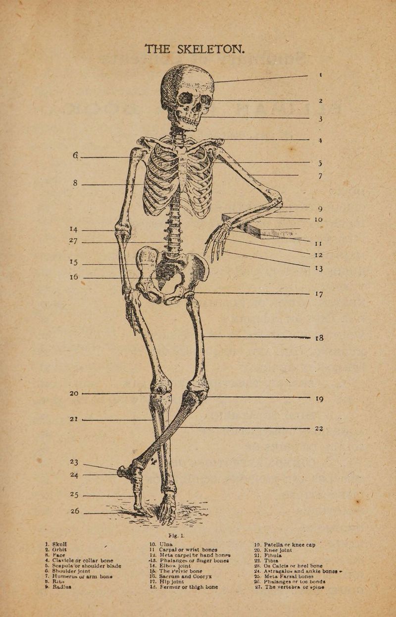 2. Orbit #. Face 4. Clavicle or collar bone . Scapula’or shoulder biade . Bhoulder joint Humerup ox arm bons . Ribs» » Readius Bers 11 Carpal or wrist bones 14. Meta carpel br hand bones <3. Phalanges or finger bones M4. Elbow foras 14, The Pelvic bone 16. Sacrum and Coccyx 1. Hip joint 12. Fermur or thigh bone 20. Knee jotnt 21, Fibula 22. Tibia 24. Os Calcis or heel bone 24. Astragalus and ankle bones = 25. Meta Farsal bones 25. Phalanges or toe bonda 27. The verteora of eine