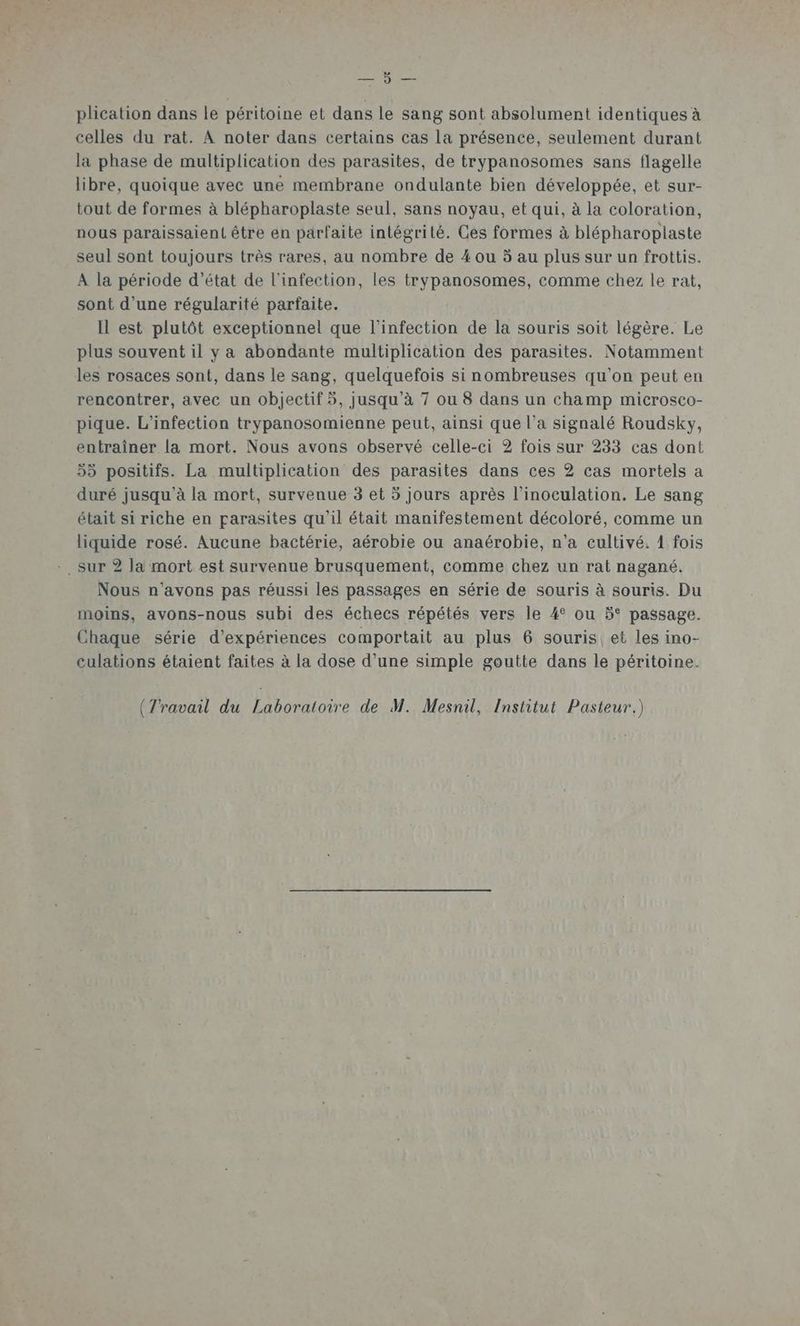 plication dans le péritoine et dans le sang sont absolument identiques à celles du rat. À noter dans certains cas la présence, seulement durant la phase de multiplication des parasites, de trypanosomes sans flagelle libre, quoique avec une membrane ondulante bien développée, et sur- tout de formes à blépharoplaste seul, sans noyau, et qui, à la coloration, nous paraissaient être en parfaite intégrité. Ces formes à blépharoplaste seul sont toujours très rares, au nombre de 4 ou 5 au plus sur un frottis. A la période d'état de l'infection, les trypanosomes, comme chez le rat, sont d’une régularité parfaite. Il est plutôt exceptionnel que l'infection de la souris soit légère. Le plus souvent il y a abondante multiplication des parasites. Notamment les rosaces sont, dans le sang, quelquefois si nombreuses qu’on peut en rencontrer, avec un objectif 5, jusqu'à 7 ou 8 dans un champ microsco- pique. L’infection trypanosomienne peut, ainsi que l’a signalé Roudsky, entraîner la mort. Nous avons observé celle-ci 2 fois sur 233 cas dont 55 positifs. La multiplication des parasites dans ces 2 cas mortels a duré jusqu’à la mort, survenue 3 et 5 jours après l’inoculation. Le sang était si riche en parasites qu'il était manifestement décoloré, comme un liquide rosé. Aucune bactérie, aérobie ou anaérobie, n’a cultivé. 1 fois - sur ? la mort est survenue brusquement, comme chez un rat nagané. Nous n'avons pas réussi les passages en série de souris à souris. Du moins, avons-nous subi des échecs répétés vers le 4° ou 5° passage. Chaque série d'expériences comportait au plus 6 souris, et les ino- culations étaient faites à la dose d’une simple goutte dans le péritoine. (Travail du Laboratoire de M. Mesnil, Institut Pasteur.)