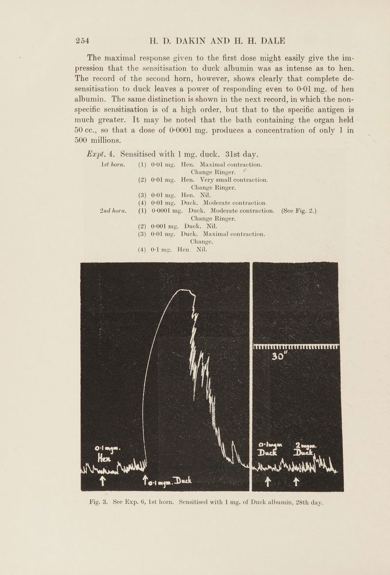 The maximal response given to the first dose might easily give the im- pression that the sensitisation to duck albumin was as intense as to hen. The record of the second horn, however, shows clearly that complete de- sensitisation to duck leaves a power of responding even to 0-01 mg. of hen albumin. The same distinction is shown in the next record, in which the non- specific sensitisation is of a high order, but that to the specific antigen is much greater. It may be noted that the bath containing the organ held 90 cc., so that a dose of 0-0001 mg. produces a concentration of only 1 in 500 millions. Haupt. 4. Sensitised with 1 mg. duck. 31st day. Ist horn. (1) 0-Ol mg. Hen. Maximal contraction. Change Ringer. (2) 0-01 mg. Hen. Very small contraction. Change Ringer. (3) 0-Ol mg. Hen. Nil. 4) 0-01 mg. Duck. Moderate contraction. 2nd horn. (1) 0-0001 mg. Duck. Moderate contraction. (See Fig. 2.) Change Ringer. (2) 0-001 mg. Duck. Nil. 3) 0-Olmg. Duck. Maximal contraction. Change. (4) O-lme. Hen. Nil.