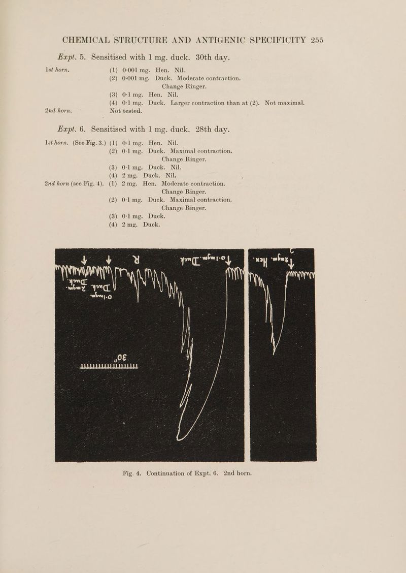 Expt. 5. Sensitised with 1 mg. duck. 30th day. lst horn. (1) 0-001 mg. Hen. Nil. (2) 0-001 mg. Duck. Moderate contraction. Change Ringer. (3) O-l mg. Hen. Nil. (4) 0-l1mg. Duck. Larger contraction than at (2). Not maximal. 2nd horn, Not tested. Kzpt. 6. Sensitised with 1 mg. duck. 28th day. lst horn. (See Fig.3.) (1) 0-1 mg. -Hen. Nil. (2) 0-lmg. Duck. Maximal contraction. Change Ringer. (3) O-lmg. Duck. Nil. (4) 2mg. Duck. Nil. 2nd horn (see Fig. 4). (1) 2mg. Hen. Moderate contraction. Change Ringer. (2) 0-lmg. Duck. Maximal contraction. Change Ringer. (3) O-lmg. Duck. (4) 2mg. Duck. Fig. 4. Continuation of Expt. 6. 2nd horn,