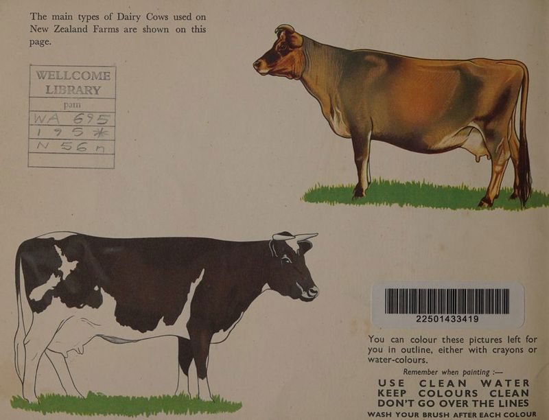 The main types of Dairy Cows used on New Zealand Farms are shown on this page. patil \ ) } | 19 225014334 You can colour these pictures left for you in outline, either with crayons or water-colours. Remember when painting :— USE CLEAN WATER KEEP COLOURS CLEAN ~ DON’T GO OVER THE LINES WASH YOUR BRUSH AFTER EACH COLOUR ~