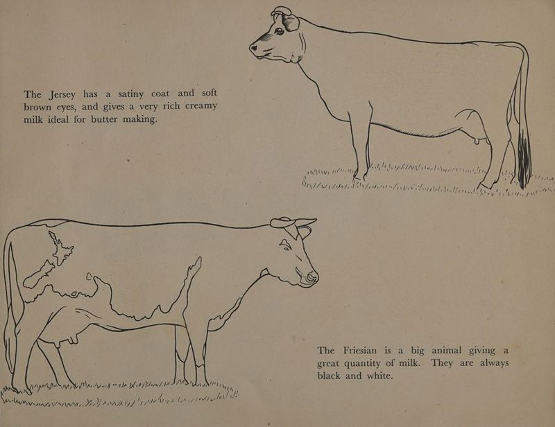 The Jersey has a satiny coat and soft brown eyes, and gives a very rich creamy milk ideal for butter making. / Ts WE al Nay ty ht, , Ail / } wih bephlA fits ley } | {, aN , vi/\X\yy Aaa : iy \ hy \ 7 ¥ \ IMAL ARAM NL WAS YX togelb be Hy i \ ded Se Ply y ty bliin PM ye vA j yyy: SVABAN JMArtyn-h w“ t}p Ki Apsiad ANALY Jb he / ee ee ee nie Le Dat ey ES PR oe Vanrk Vises cal phi Moy 4 (sbay = The Friesian is a big animal giving a great quantity of milk. They are always black and white.