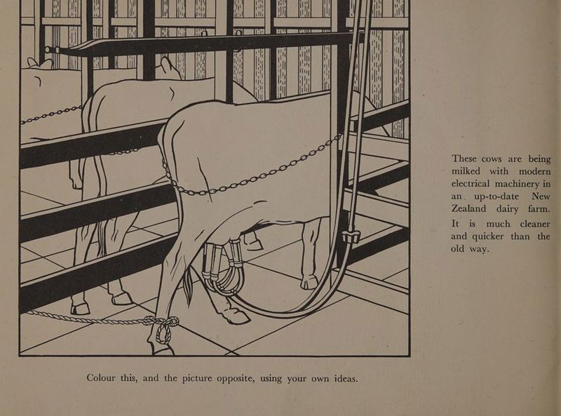 | ‘Ht a ilt! | foe lt i PES pe | =e! ——— (3827 eee Sr =a am, | These cows are being * milked with modern electrical machinery in an. up-to-date New Zealand dairy farm. \/ It is much. cleaner and quicker than the old way. Be SIS Sx = SSSSoo< sss SSNS Colour this, and the picture opposite, using your own ideas.