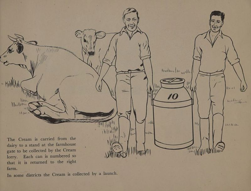 TE a a ia a The Cream is carried from the dairy to a stand at the farmhouse gate to be collected by the Cream lorry. Each can is numbered so that it is returned to the right farm. In some districts the Cream is collected by a launch. tis yu Ny | its
