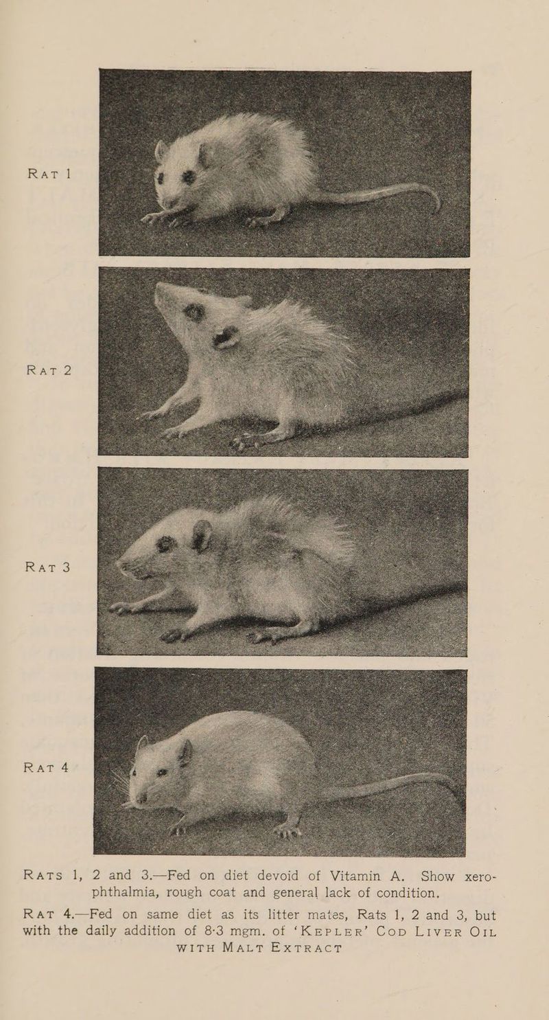RAT 2 RAY 3 RAT 4 Rats 1, 2 and 3.—Fed on diet devoid of Vitamin A. Show xero- phthalmia, rough coat and general lack of condition, RAT 4.—Fed on same diet as its litter mates, Rats 1, 2 and 3, but with the daily addition of 8-3 mgm. of ‘KEPLER’ Cop LIVER OIL WITH MALT EXTRACT