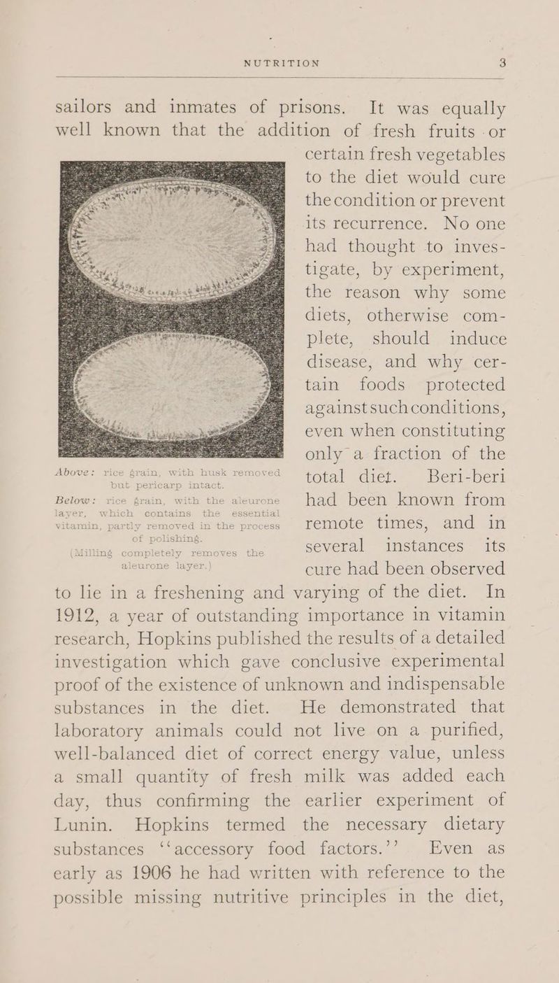 sailors and inmates of prisons. It was equally well known that the addition of fresh fruits .or certain fresh vegetables to the diet would cure the condition or prevent its recurrence. No one had thought to inves- tigate, by experiment, the reason why some diets, otherwise com- plete, should induce disease, and why cer- tain foods protected againstsuchconditions, even when constituting 3 f only a fraction of the Above: rice grain, with husk removed total diet. Beri-beri but pericarp intact. Below: rice grain, with the aleurone had been known from layer, which contains the essential . ° vitamin, partly removed in the process remote times, and in of polishing. ] a st L Milling completely removes the severa Instances its sig gia whee Sat cure had been observed to lie in a freshening and varying of the diet. In 1912, a year of outstanding importance in vitamin research, Hopkins published the results of a detailed investigation which gave conclusive experimental proof of the existence of unknown and indispensable substances in the diet. He demonstrated that laboratory animals could not live on a_ purified, well-balanced diet of correct energy value, unless a small quantity of fresh milk was added each day, thus confirming the earlier experiment of Lunin. Hopkins termed the necessary dietary substances ‘‘accessory food factors.’’ Even as early as 1906 he had written with reference to the possible missing nutritive principles in the diet,