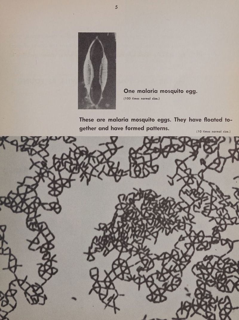 One malaria mosquito egg. (100 times normal size.) These are malaria mosquito eggs. They have floated to- gether and have formed patterns.