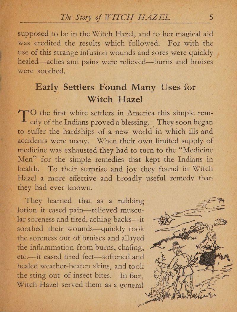 ‘ AN Te ON a ss Ue Sie tite Se CP aS \L NS pee e: he Story of WITCH HAZEL 5 Ve credited the results which followed. For with the Be. e of this strange infusion wounds and sores were quickly Pee cs: : sed to be in the Witch Hazel, and to her magical aid a oi) ee i d—aches and pains were relieved—burns and bruises ey g Early Settlers Found Many Uses for ae Witch Hazel O the first white settlers in America this simple rem- edy of the Indians proved a blessing. _ They soon began uffer the hardships of a new world in which ills and ents wete many. When their own limited supply of icine was exhausted they had to turn to the “Medicine © y” for the simple remedies that kept the Indians in : th. To their surprise and joy they found in Witch izel a more effective and broadly useful remedy than oy had ever known. » lar soreness and tired, aching backs—it oothed their wounds—quickly took the inflammation from burns, chafing, : it eased tired feet—softened and tees,
