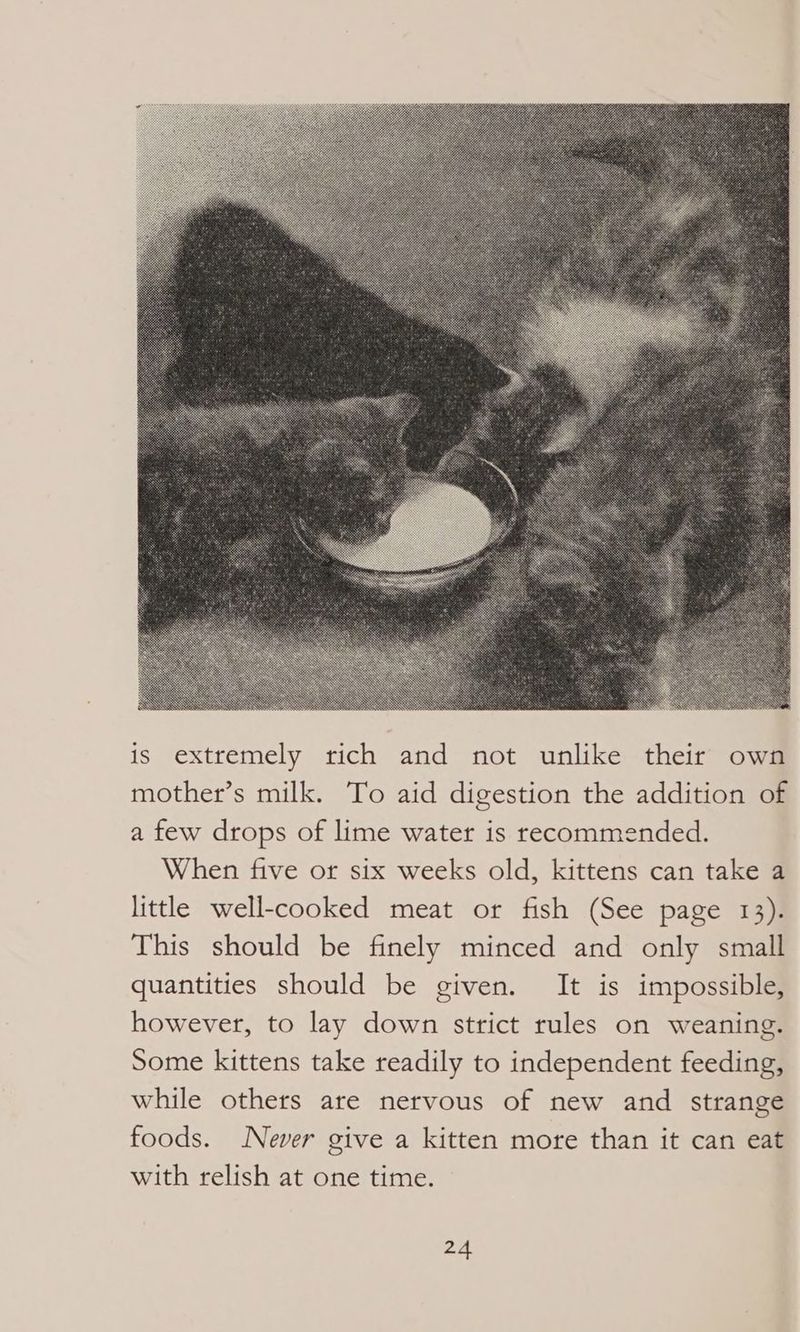 is extremely rich and not unlike their own mother’s milk. To aid digestion the addition of a few drops of lime water is recommended. When five or six weeks old, kittens can take a little well-cooked meat or fish (See page 13). This should be finely minced and only small quantities should be given. It is impossible, however, to lay down strict rules on weaning. Some kittens take readily to independent feeding, while others are nervous of new and strange foods. Never give a kitten more than it can eat with relish at one time.