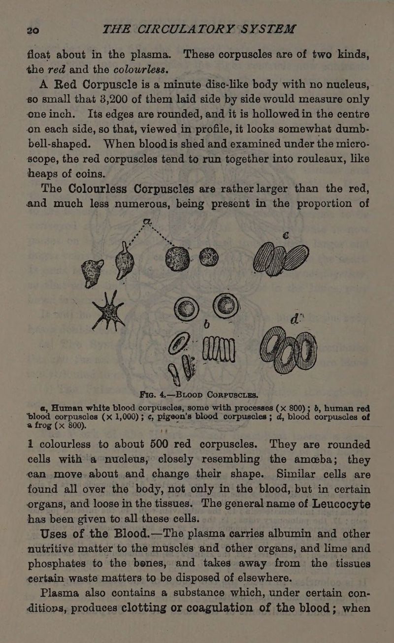 float about in the plasma. These corpuscles are of two kinds, the red and the colowrless. A Red Corpuscle is a minute dise-like body with no nucleus, 80 small that 3,200 of them laid side by side would measure only oneinch. Its edges are rounded, and it is hollowed in the centre on each side, so that, viewed in profile, it looks somewhat dumb- bell-shaped. When bloodis shed and examined under the micro- scope, the red corpuscles tend to run together into rouleaux, like heaps of coins. The Colourless Corpuscles are rather larger than the red, and much less numerous, being present in the proportion of W Fia. 4,—BLoop CorPUscLEs. a, Human white blood corpuscles, some with processes (x 800); 6, human red ‘plood corpuscles (x 1,000); ¢, pigeon’s blood corpuscles; d, blood corpuscles of a frog (x 8900). be 1 colourless to about 500 red corpuscles. They are rounded cells with a nucleus, closely resembling the ameba; they can move. about and change their shape. Similar cells are found all over the body, not only in the blood, but in certain organs, and loose in the tissues. The general name of Leucocyte has been given to all these cells. Uses of the Blood.—The plasma carries albumin and other nutritive matter to the muscles and other organs, and lime and phosphates to the benes, and takes away from the tissues eertain waste matters to be disposed of elsewhere. Plasma also contains a substance which, under certain con- ditiops, produces clotting or coagulation of the blood; when