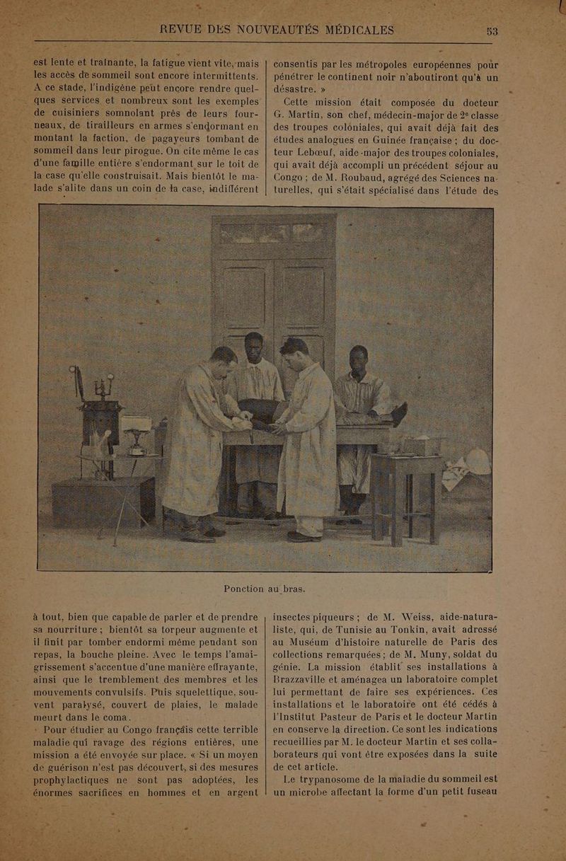 4 æ : l est lente et traînante, la fatigue vient vite,-mais ques Services et nombreux sont les exemples de cuisiniers somnolant près de leurs four- montant la faction, de pagayeurs tombant de sommeil dans leur pirogue. On cite même le cas d'une famille entière s’endormant sur le toit de lade s’alite dans un coin de da case, mdiférent = consentis par les métropoles européennes poùr pénétrer le continent noir n’aboutiront qu'à un désastre. » Cette mission était composée du docteur des troupes colôniales, qui avait déjà fait des études analogues en Guinée française ; du doc- teur Lebœuf, aide -major des troupes coloniales, qui avait déjà accompli un précédent séjour au Congo ; de M. Roubaud, agrégé des Sciences na- turelles, qui s’était spécialisé dans l'étude des à tout, bien que capable de parler et de prendre sa nourriture; bientôt sa torpeur augmente et il finit par tomber endormi même pendant son repas, la bouche pleine. Avec le temps l’amai- erissement s’accentue d’une manière effrayante, ainsi que le tremblement des membres et les mouvements convulsifs. Puis squelettique, sou- vent paralysé, couvert de plaies, le malade meurt dans le coma. * Pour étudier au Congo françéis cette terrible maladie qui ravage des régions entières, une mission a été envoyée sur place. « Si un moyen de guérison n’est pas découvert, si des mesures prophylactiques ne sont pas adoptées, les énormes sacrifices en hommes et en argent insectes piqueurs ; de M. Weiss, aide-natura- liste, qui, de Tunisie au Tonkin, avait adressé au Muséum d'histoire naturelle de Paris des collections remarquées ; de M. Muny, soldat du génie. La mission établit ses installations à Brazzaville et aménagea un laboratoire complet lui permettant de faire ses expériences. Ces installations et le laboratoire ont été cédés à l'Institut Pasteur de Paris et le docteur Martin en conserve la direction. Ce sont les indications recueillies par M. le docteur Martin et ses colla- borateurs qui vont être exposées dans la suite de cet article. Le trypanosome de la maladie du sommeil est un microbe affectant la forme d’un petit fuseau