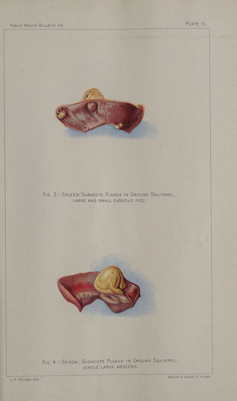 Fic. 4.- SPLEEN; SUBACUTE PLAGUE IN GROUND SQUIRREL, SINGLE LARGE ABSCESS. pe JE ‘ / a