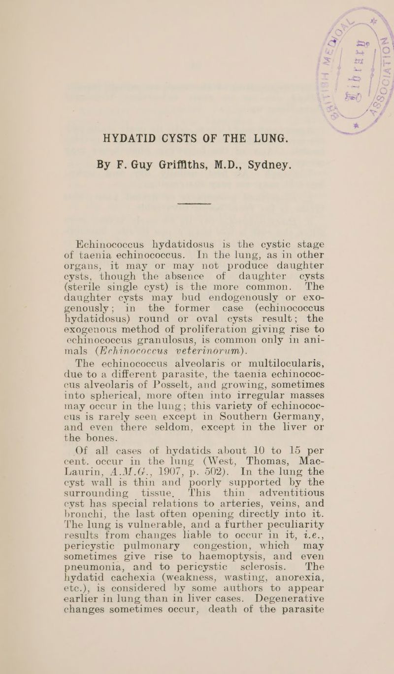 HYDATID CYSTS OF THE LUNG. By F. Guy Griffiths, M.D., Sydney. Echinococcus hydatidosus is the cystic stage of taenia echinococcus. In the lung, as in other organs, it may or may not produce daughter cysts, though the absence of daughter cysts (sterile single cyst) is the more common. The daughter cysts may bud endogenously or exo- genously; in the former case (echinococcus hydatidosus) round or oval cysts result; the exogenous method of proliferation giving rise to echinococcus granulosus, is common only in ani- mals (Echinococcus veterinorum). The echinococcus alveolaris or multilocularis, due to a different parasite, the taenia echinococ- cus alveolaris of Posselt, and growing, sometimes into spherical, more often into irregular masses may occur in the lung; this variety of echinococ- cus is rarely seen except in Southern Germany, and even there seldom, except in the liver or the bones. Of al! cases of hydatids about 10 to 15 per cent. occur in the lung (West, Thomas, Mac- Laurin, A.M.G., 1907, p. 502). In the lung the cyst wall is thin and poorly supported by the surrounding tissue, This thin adventitious cyst has special relations to arteries, veins, and bronchi, the last often opening directly into it. The lung is vulnerable, and a further peculiarity results from changes lable to occur in it, 1.e., pericystic pulmonary congestion, which may sometimes give rise to haemoptysis, and even pneumonia, and to pericystic sclerosis. The hydatid cachexia (weakness, wasting, anorexia, etc.), 1s considered by some authors to appear earlier in lung than in liver cases. Degenerative changes sometimes occur, death of the parasite