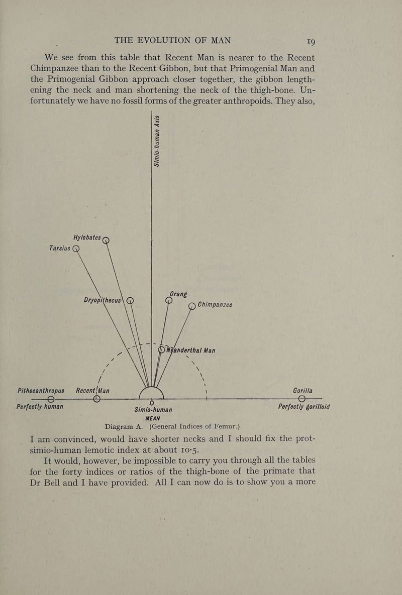We see from this table that Recent Man is nearer to the Recent Chimpanzee than to the Recent Gibbon, but that Primogenial Man and the Primogenial Gibbon approach closer together, the gibbon length- ening the neck and man shortening the neck of the thigh-bone. Un- fortunately we have no fossil forms of the greater anthropoids. They also, 2 >< 5 s Cj = 3 sn = s ~w Hylobates a Tarsius G : Orang Dryopithecus\ @ Chimpanzee woe 7 () Neanderthal Man SS 4 N 7 U4 i / : Pitheeanthropus Recent!Man ERS Gorilla omen oe) S S Perfectly human Sim ats aman Perfectly gorilloid .MEAN Diagram A. (General Indices of Femur.) I am convinced, would have shorter necks and I should fix the prot- simio-human lemotic index at about 10:5. It would, however, be impossible to carry you through all the tables for the forty indices or ratios of the thigh-bone of the primate that Dr Bell and I have provided. All I can now do is to show you a more