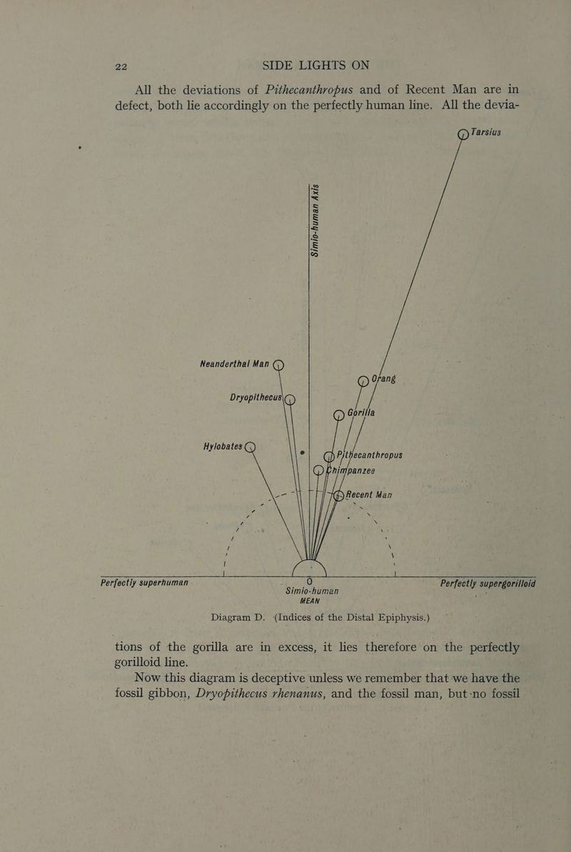 All the deviations of Pithecanthropus and of Recent Man are in defect, both lie accordingly on the perfectly human line. All the devia- Tarsius 2 < = = s § 3 ny J &amp; w Neanderthal Man (,) Orang Dryopithecus\() a is CG) Gorilla Hylobates / j Q ey ecanthropus himpanzee Recent Man / - : 5 / : : i] \ ‘ \ ! ‘ Perfectiy superhuman 4 ie Perfectly supergorilloid Simio-human ery it: MEAN Diagram D. (Indices of the Distal Epiphysis.) tions of the gorilla are in excess, it lies therefore on the perfectly gorilloid line. rae = Now this diagram is deceptive unless we remember that we have the fossil gibbon, Dryopithecus rhenanus, and the fossil man, but-no fossil
