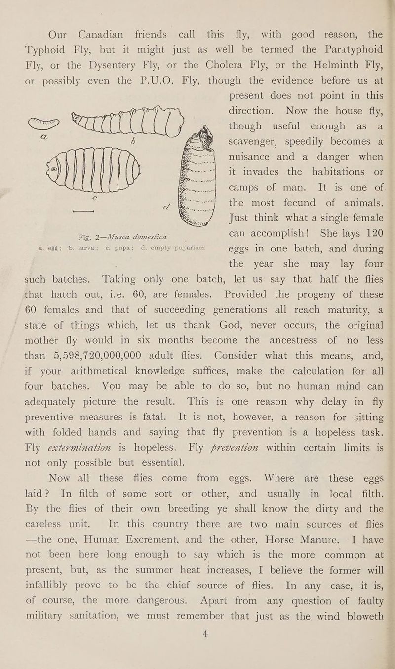 Our Canadian friends call this fly, with good reason, the Typhoid Fly, but it might just as well be termed the Paratyphoid Fly, or the Dysentery Fly, or the Cholera Fly, or the Helminth Fly, or possibly even the P.U.O. Fly, though the evidence before us at present does not point in this direction. Now the house fly, though useful enough as a scavenger, speedily becomes a nuisance and a danger when it invades the habitations or camps of man. It is onévon es the most fecund of animals. Just think what a single female Sie Ey Pee EI On can accomplish! She lays 120 a, egg; b. larva; c. pupa; d. empty puparium eggs in one batch, and during the year she may lay four such batches. Taking only one batch, let us say that half the flies that hatch out, 1.e. 60, are females. Provided the progeny of these 60 females and that of succeeding generations all reach maturity, a state of things which, let us thank God, never occurs, the original mother fly would in six months become the ancestress of no less than 5,598,720,000,000 adult flies. Consider what this means, and, if your arithmetical knowledge suffices, make the calculation for all four batches. You may be able to do so, but no human mind can adequately picture the result. This is one reason why delay in fly preventive measures is fatal. It is not, however, a reason for sitting with folded hands and saying that fly prevention is a hopeless task. Fly extermination is hopeless. Fly prevention within certain limits is not only possible but essential. Now all these flies come from eggs. Where are these eggs laid? In filth of some sort or other, and usually in local filth. By the flies of their own breeding ye shall know the dirty and the careless unit. In this country there are two main sources ot flies —the one, Human Excrement, and the other, Horse Manure. -I have not been here long enough to say which is the more common at present, but, as the summer heat increases, I believe the former will infallibly prove to be the chief source of flies. In any case, it is, of course, the more dangerous. Apart from any question of faulty military sanitation, we must remember that just as the wind bloweth