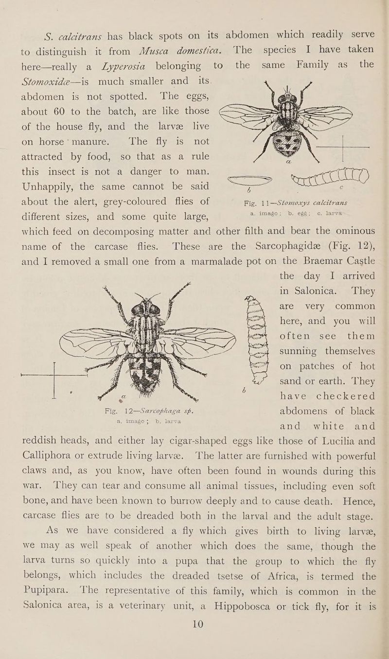 S. calcitrans has black spots on its abdomen which readily serve to distinguish it from Musca domestica. ‘The species I have taken here—really a Lyperosia belonging to the same Family as the Stomoxide—is much smaller and _ its abdomen is not spotted. ‘The eggs, about 60 to the batch, are like those of the house fly, and the larve live on horse Mmanitemem | Desai ents Ot attracted by food, so that as a rule this insect is not a danger to man. Unhappily, the same cannot be said j about the alert, grey-coloured flies of Fig. 11—Stomoxys calcitrans different sizes, and some quite large, ara ta ie? Paes which feed on decomposing matter and other filth and bear the ominous name of the carcase flies. These are the Sarcophagide (Fig. 12), and I removed a small one from a marmalade pot on the Braemar Castle the day I arrived in Salonica. They are very common ; here, and you will SZ Oftensce, them sunning themselves on patches of hot sand or earth. They ' havercheckered Fig. 12—Sarcophaga sp. abdomens of black Cae tore Wea: and white and reddish heads, and either lay cigar-shaped eggs like those of Lucilia and Calliphora or extrude living larve. ‘The latter are furnished with powerful claws and, as you know, have often been found in wounds during this war. ‘They can tear and consume all animal tissues, including even soft bone, and have been known to burrow deeply and to cause death. Hence, carcase flies are to be dreaded both in the larval and the adult stage. As we have considered a fly which gives birth to living larvae, we may as well speak of another which does the same, though the larva turns so quickly into a pupa that the group to which the fly belongs, which includes the dreaded tsetse of Africa, is termed the Pupipara. ‘The representative of this family, which is common in the Salonica area, is a veterinary unit, a Hippobosca or tick fly, for it is