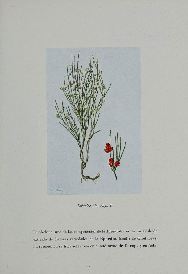 E HA, E / La efedrina, uno de los componentes de la Ipesandrina, es un alcaloide extraido de diversas variedades de la Ephedra, familia de Gnetáceas. Su recolección se hace sobretodo en el sud-oeste de Europa y en Asia.