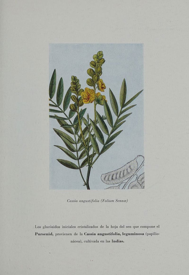 Los glucósidos iniciales cristalizados de la hoja del sen que compone el Pursenid, provienen de la Cassia angustifolia, leguminosa (papilio- nácea), cultivada en las Indias.