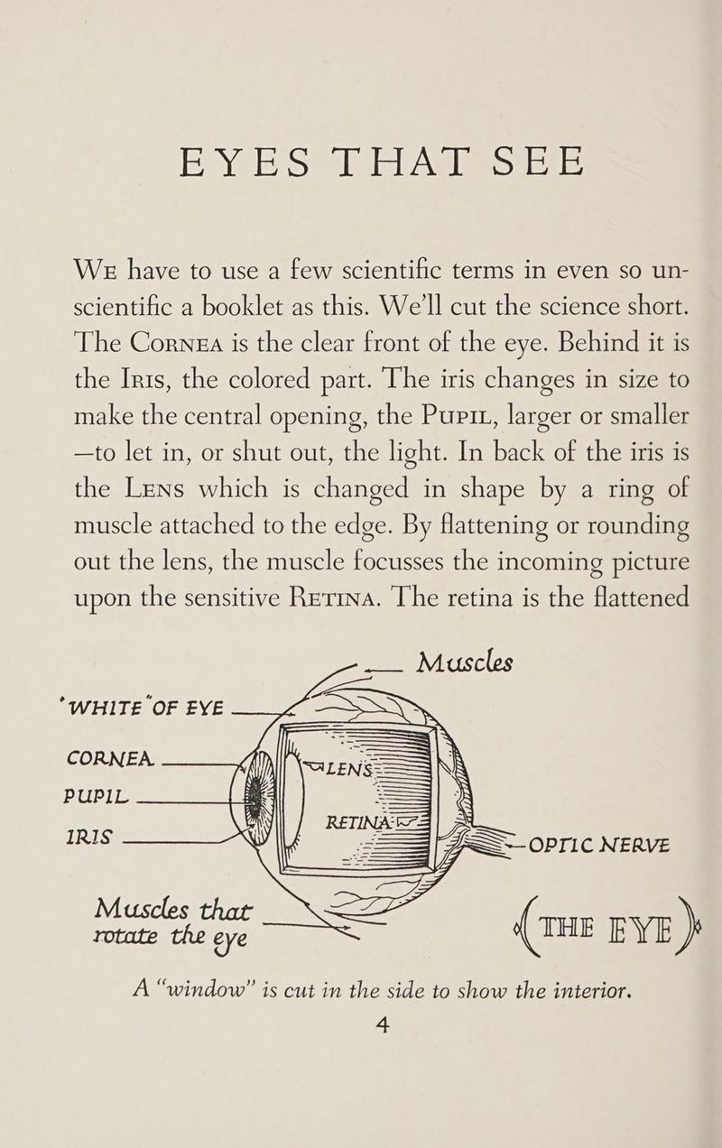 INO ays) TRV TE is) /e) |e) WE have to use a few scientific terms in even so un- scientific a booklet as this. We'll cut the science short. The Cornea is the clear front of the eye. Behind it is the Irts, the colored part. ‘The iris changes in size to make the central opening, the Puri, larger or smaller —to let in, or shut out, the light. In back of the iris is the Lens which is changed in shape by a ring of muscle attached to the edge. By flattening or rounding out the lens, the muscle focusses the incoming picture upon the sensitive Retina. ‘The retina is the flattened __ Muscles e WHITE OF EYE CORNEA PUPIL IRIS SS OPILIc NERVE (ous ev) A “window” is cut in the side to show the interior.