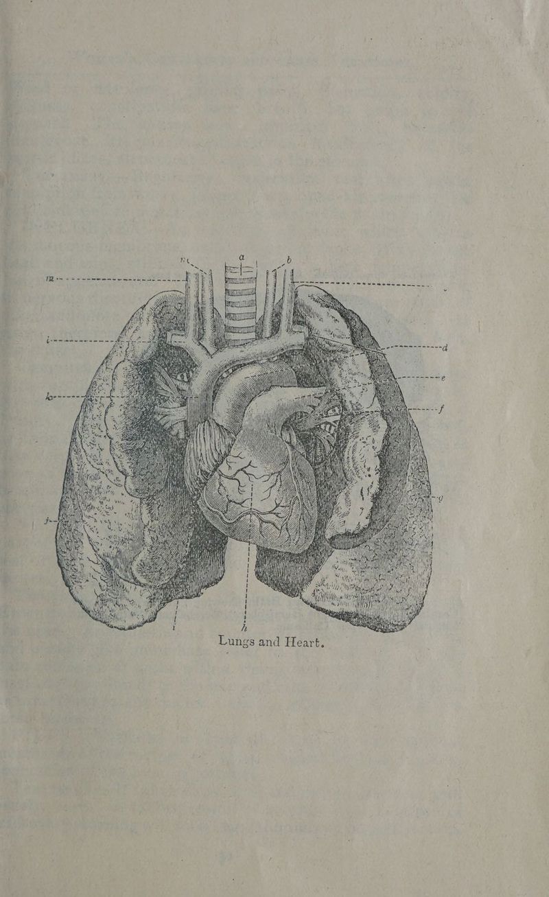 \\Vae ae ol — SZ f a ey < fe mera H ~ Lungs and Heart.