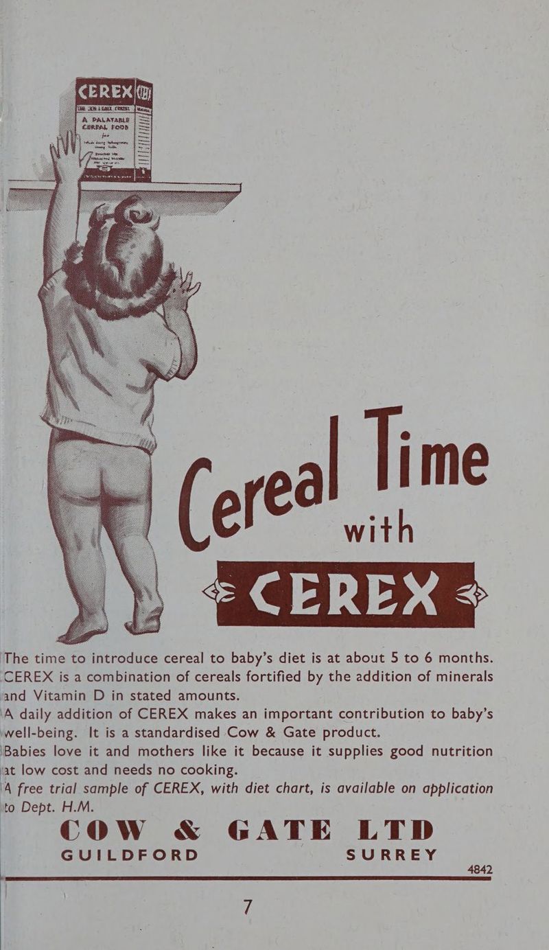 The time to introduce cereal to baby’s diet is at about 5 to 6 months. CEREX is a combination of cereals fortified by the addition of minerals and Vitamin D in stated amounts. ‘A daily addition of CEREX makes an important contribution to baby’s well-being. It is a standardised Cow & Gate product. ‘Babies love it and mothers like it because it supplies good nutrition iat low cost and needs no cooking. ‘A free trial sample of CEREX, with diet chart, is available on application to Dept. H.M. | COW & GATE LTD GUILDFORD SURREY