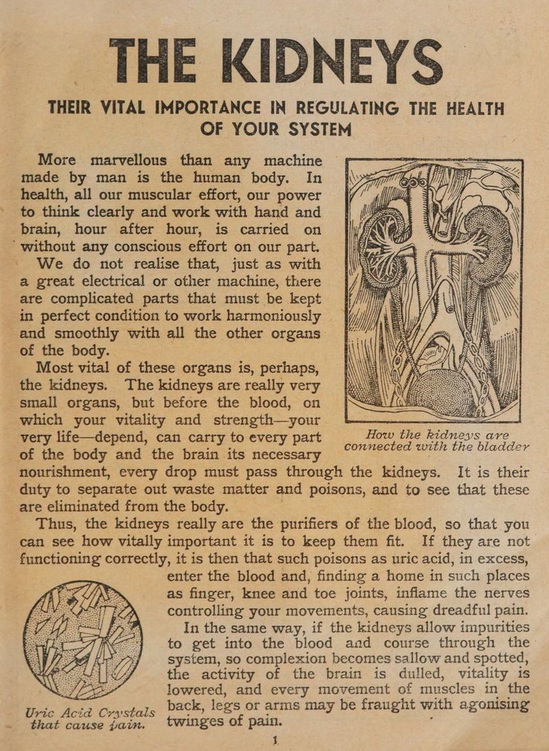More marvellous than any machine made by man is the human body. In to think clearly and work with hand and brain, hour after hour, is carried on We do not realise that, just as with a great electrical or other machine, there are complicated parts that must be kept of the body. Most vital of these organs is, perhaps, the kidneys. The kidneys are really very small organs, but before the blood, on which your vitality and strength—your very life—depend, can carry to every part How the kidneys ave connected with the bladder are eliminated from the body. Uric Acid Crsstals : ¥ that cause jain, twinges of pain. 1 *