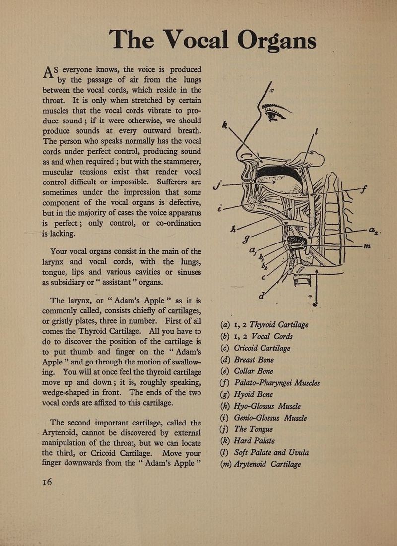 S everyone knows, the voice is produced by the passage of air from the lungs between the vocal cords, which reside in the throat. It is only when stretched by certain muscles that the vocal cords vibrate to pro- duce sound ; if it were otherwise, we should produce sounds at every outward breath. The person who speaks normally has the vocal cords under perfect control, producing sound as and when required ; but with the stammerer, muscular tensions exist that render vocal control difficult or impossible. Sufferers are sometimes under the impression that some component of the vocal organs is defective, but in the majority of cases the voice apparatus is perfect; only control, or co-ordination is lacking. Your vocal organs consist in the main of the larynx and vocal cords, with the lungs, tongue, lips and various cavities or sinuses as subsidiary or “‘ assistant ” organs. The larynx, or “‘ Adam’s Apple” as it is commonly called, consists chiefly of cartilages, or gristly plates, three in number. First of all comes the Thyroid Cartilage. All you have to do to discover the position of the cartilage is to put thumb and finger on the “‘ Adam’s Apple ” and go through the motion of swallow- ing. You will at once feel the thyroid cartilage move up and down; it is, roughly speaking, wedge-shaped in front. The ends of the two vocal cords are affixed to this cartilage. The second important cartilage, called the - Arytenoid, cannot be discovered by external manipulation of the throat, but we can locate the third, or Cricoid Cartilage. Move your 16 (a) 1, 2 Thyroid Cartilage (b) 1, 2 Vocal Cords (c) Cricoid Cartilage (d) Breast Bone (e) Collar Bone (f) Palato-Pharynget Muscles (g) Hyoid Bone (h) Hyo-Glossus Muscle (t) Genio-Glossus Muscle (j) The Tongue (k) Hard Palate (l) Soft Palate and Uvula