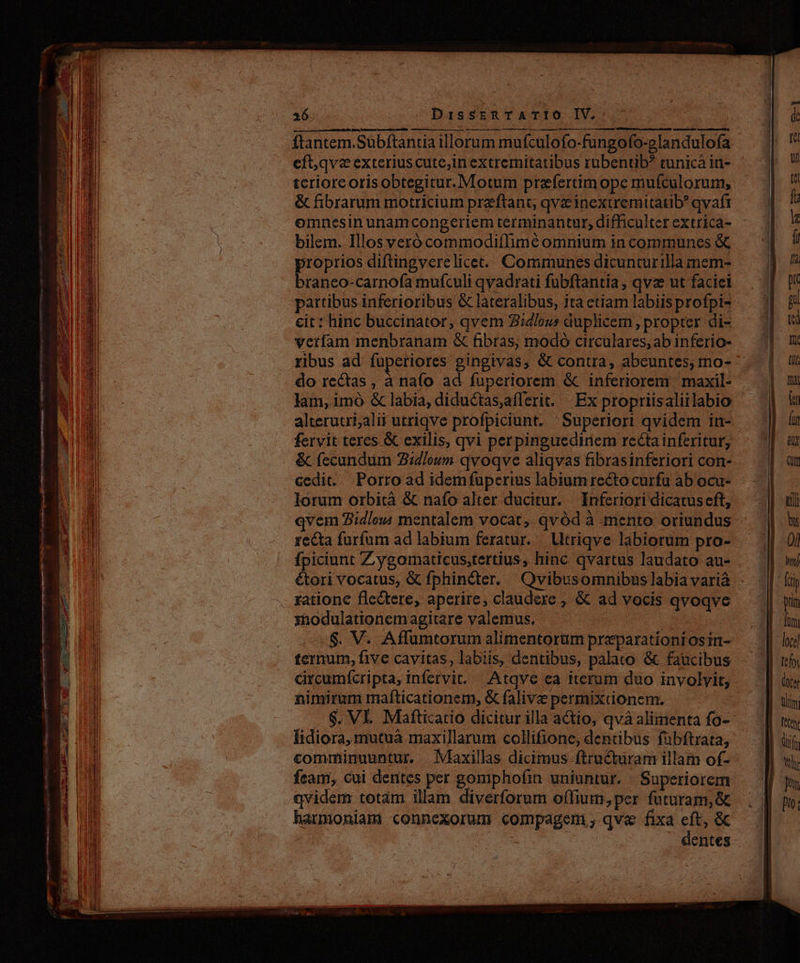 hme As o liim nrc mr Sm mm M epengh so mtm ———URaÜ m— É 8 —A animan M EE TEAM, - M Mer Tee uf momo DAT Mp. n pile AO ems cS ammo m1 gc -—— mo e D ARD eec c ERR ET oT m. i a A ge WOUND TT e 26 DisszaTATIO IV. almamenzcu o ves EE pae rts eft,qvz exterius cute;in extremitatibus rubentib? tunicá in- tcrioreorisobtegitur. Motum prefertimope mufculorum; & fibrarum motricium przeftant, qve inexiremitatib qvaft omnesin unamcongeriem terminantur, difficulter extrica- bilem. Illos veró commodiflimé omnium in communes & proprios diftingverelicet.. Communes dicunturilla mem- branco-carnofa mufculi qvadrati fubftantia , qvz ut faciei partibus inferioribus & lateralibus, ita etiam labiisprofpi- do rectas , à nafo ad fuperiorem & inferiorem maxil- lam, imó & labia, diductas,aflerit. | Ex propriisaliilabio alterutri;alii utriqve profpiciunt. Superiori qvidem in- fervit teres & exilis, qvi perpinguediriem rcectainferitur, & fecundüm 2:loum. qvoqve aliqvas fibrasinferiori con- cedit. Porro ad idemfuperius labium rectocurfu ab ocu- lorum orbità & nafo alter ducitur. Inferiori dicatus eft, qvem Zidleuw mentalem vocat, qvód à mento oriundus recta furfum ad labium feratur. Utriqve labiorum pro- fpiciunt Zyygomaticus,tertius, hinc qvartus laudato au- ratione flectere, aperire, claudere , & ad vocis qvoqve xhodulationem agitare valemus. | | $. V. Affumtorum alimentorum preparatíoni osin- ternum, five cavitas, labiis, dentibus, palato & faucibus ürcumícripta, infervit. Atqve ea iterum duo involyit, nimirum mafticationem, & falive permixdonem. |. $. VE. Mafticatio dicitur illa actio, qvà alimenta fo- Iidiora, mutuà maxillarum collifione, dentibus fübftrata, feam, cui dentes per gomphofin uniantur. : Superiorem qvidem totám illam diverforum offium, per futuram, & hatmoniami connexorum compageni, qve fixa eft, & de dentes CR By pro.