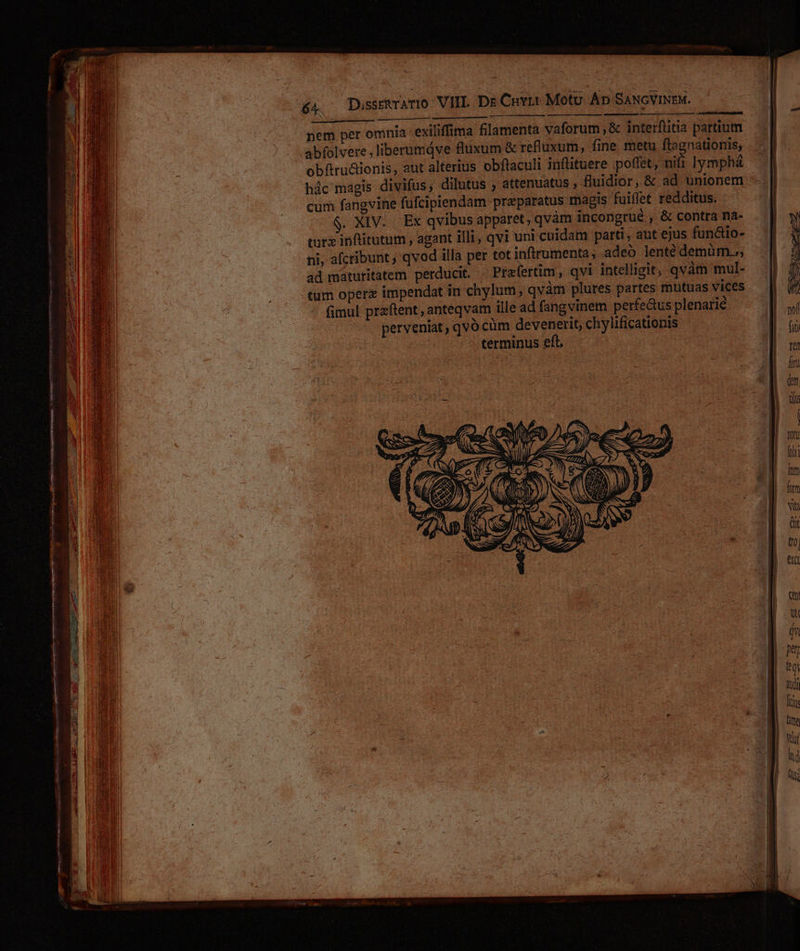 — nem per omnia exiliffima filamenta vaforum , &amp; interflitia partium 'abfolvere, liberumáve fluxum &amp; refluxum, fine metu ftagnationis, obfiru&amp;ionis, aut alterius obftaculi inflituere poffet, nifi lymphá - hác magis divifus, dilutus , attenuatus , fluidior, &amp; ad unionem -— cum fangvine fufcipiendam pra paratus magis fuiffet redditus. $. XIV. Ex qvibus appatet; qvàm incongrué , &amp; contra na- curz inftitutum , agant illi, qvi uni cuidam parti, aut ejus fun&amp;io- | ni, afctibunt qvod illa per tot infirumenta; adeó lentédemüm. | ad maturitatem perducit. — Prefertim, qvi intelligit, qvàm mul- I tum opere impendat in chylum; qvàm plures partes mutuas vices fimul przftent, anteqvam ille ad fangvinem perfe&amp;us plenarie perveniat, qvó cüm devenerit, chylificationis terminus eft. b I