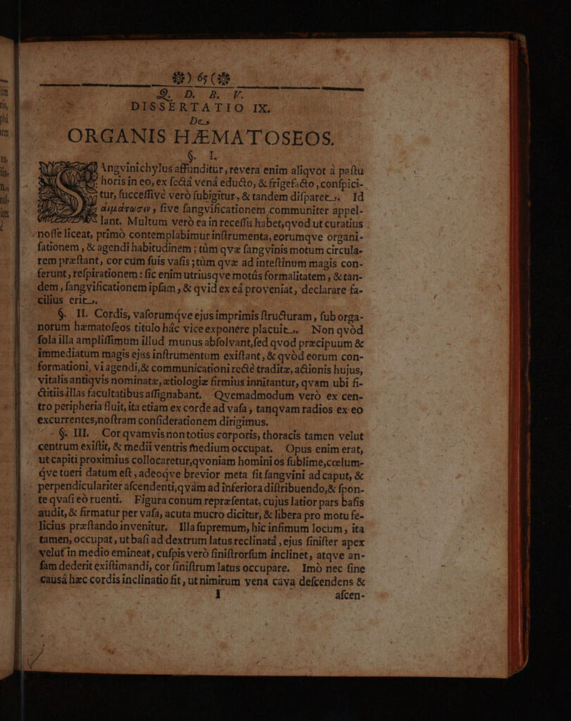 |Ó UDIAE | De, ORGANIS HZEMA' TOSEOS. | wb SMS D . I2 Angvinichylusaffunditur, revera enim aliqvot à paftu p ; horis in eo, ex fe&amp;iá vená edu&amp;o, &amp; frigefa Go , confpici- | 53 tur, fucceffivé veró fubigitur, &amp; tandem difparet ;. 1d [ ; auudivociv , five fangvificationem communiter appel- | EC | Z^A^ lant. Multum veró eain receffi habet,qvod ut curatius ^noffe liceat, primo contemplabimur infirumenta, eorumqve organi- | fationem , &amp; agendi habitudinem ; tüm qva fangvinis motum circula- l rem pra'ftant, cor cüm fuis vafis ;tàm qva ad inteftinum magis con- | ferunt, refpirationem : fic enim utriusqve motüs formalitatem , &amp; tàn- e dem, fangvificationem ipfam ; &amp; qvid ex eá proveniat, declarare fa- | | cilius erit... 3 LUN, ! | $. IL. Cordis, vaforumqve ejus imprimis ftructuram , fub orga- | | norum hamatofeos titulo hác viceexponere placuit... Nonqvód |. folailla ampliffimum illud munus abfolvant,fed qvod przcipuum &amp; immediatum magis ejiss inflrumentum exiftant, &amp; qvód eorum con- formationi, vi agendi,&amp; communicationi re&amp;é traditz, a&amp;ionis hujus, | vitalisantiqvis nominate, «tiologiz firmius innitantur, qvam ubi fi- Cutis illas facultatibusaffignabant. ^Qvemadmodum veró ex cen- ] tro peripheria fluit, ita etiam ex corde ad vafa , tanqvam radios ex eo excurrentes,noftram confiderationem dirigimus. n centrum exiftit, &amp; medii ventris tfnedium occupat. Opus enim erat, [i utcapiti proximius collocaretur,qvoniam hominios füblime,ccelum- | áve tueri datum eft ,adeodve brevior meta fitfangvini adcaput, &amp; —— | : perpendiculariter afcendenti,qvàm ad inferiora diflribuendo,&amp; fpon- teqvafieóruenti. Figura conum reprafentat, cujus latior pars bafis audit, &amp; firmatur per vafa, acuta mucro dicitur, &amp; libera pro motu fe- licius przflandoinvenitur, Illafupremum, hic infimum locum ita tamen, occupat , ut bafi ad dextrum latus reclinatá , ejus finifter apex velut in medio emineat, cufpis veró finiftrorfum inclinet, atqve an- fam dedent exifümandi, cor finiftrum latus occupare. Imo nec fine i. causá hac cordis inclinatio fit , ut nimirum yena cava defcendens &amp; i chua kae MD O M 1 | afcen- MI jn ic - Ed - papas rer ed m yn ———— ue
