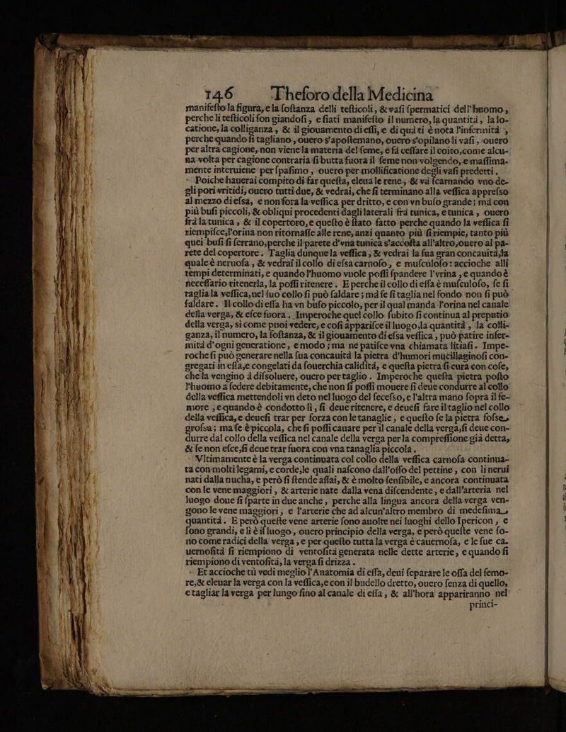 manifefto la figura, ela foftanza delli tefticoli, &amp;vafi(permatici dell'huomo; perche li cefticolifon giandofi, e fiati manifefto il numero, la quantità; lalo- catione, la colliganza, &amp; il giouamentodiefi, e di quati è nota l’infermità +, perche quando fi tagliano youero s'apoftemano, cuero s'opilano li vafi , cuero per altra cagione, non vienela materia delfeme, e fà ceffare il coito,come alcu- na-volta per cagione contraria 'fibuttafuora il femenon:volgendo, e maffima- mente interuicne perfpafimo ; ‘ouero per mollificatione deglivafi predetti . Poiche hauerai compito di far quefta, elena le rene., &amp; và fcarnando vno de- gliporiwritidi, cuero tutti due, &amp; vedrai, che fi terminano alla veffica apprefso almezzo diefsa, enonfora la veffica per dritto, e con'vn bufo grande; macon più bufi piccoli, &amp; obliqui procedentidaglilaterali frà tunica, etunica , vuero fràlatunica , &amp;ilcopertoro,e quefto è ftato fatto perche quando la veffica fi riempifce,l’orina non ritornaffe alle reneyanzi quanto più :firiempie; tanto più quei bufifi ferrano,perche ilparete d’vnatunica s'accofta all’altro,ouero al pa- rete delcopertore. Taglia dunquela veffica, &amp; vedrai la fua gran.concauità;la qualeè neruofa , &amp; vedraî ilcollo diefsacarnofo, e mufculofo : accioche alli tempi determinati, e quando l'huomo vuole poffi fpandere l'vrina , e quando è neceffario ritenerla, la poffi ritenere . E percheil collo dieffa è mufculofo, fe fi tagliala veffica,nel fuo collo fi può faldare ; mà fe fi taglia nel fondo non fi può faldare. ‘Il collo-dieffa ha vn bufo piccolo, per.il qualmanda lorina nel canale della verga, &amp; efce fuora . Imperoche quel collo: fubito ficontinua al preputio della verga, sì come puoi vedere, e cofi apparifceil luogo,la quantità , la colli- ganza, il numero, la foftanza, &amp; il gionamento di efsa veffica , può patire infer- mità d'ogni generatione, èmodo ; ma ne patifce vna chiamata litiafi. Impe- roche fi può generare nella fua concauità la pietra d'humori mucillasinofi con- eregati in efla,e congelati da fouerchia calidità, e quefta pietra fi-cura con-cofe, chela vengino à difsoluere, vuero pertaglio . Imperoche quefta ‘pietra pofto l'huomo a federe debitamente, che non fi pofli mouere fî deue condutre alcollo della veflica mettendoli vn deto nelluogo del fecefso, e l'altra mano fopra il fe- della veffica,e denefi trar per forza conletanaglie , equefto fe la pietra fofse, rofsa; mafe èpiccola, chefi poflicauare per 11 canale della verga;fi deue con- dure dal collo della veffica nel canale della verga perla compreflione già detta, &amp; fenon efce;fi deue trar fuora con vna tanaglia piccola . Vitimamente è la verga continuata col collo della veffica carnofa continua ta conmoltilegami, e corde,le quali nafcono dall’offo del pettine ; con linerui nati dalla nucha, e però fi {tende affai, &amp; è moltofenfibile, e ancora continuata con le venemaggiori , &amp; arterie nate dalla vena difcendente , e dall’arteria nel luogo doue fi fparte in due anche , perche alla linsua ancora della verga ven- gono le vene maggiori ; e l’arterie che ad alcun’altro membro di medefima, quantità . E però quefte vene arterie fono auolte nei luoghi dello Ipericon, € fono grandi; e lì è il luogo, ouero principio della verga, e però quelte vene fo- no comeradici della versa , e per quefto tutta la verga è cauernofa, e le fue ca. uernofità fi riempiono di ventofità generata nelle dette arterie, e quando fi riempiono di ventofità,lavergafidrizza. - Et accioche tu vedi meglio l' Anatomia di eifa, deui feparare le offa del femo- re,&amp; elenar la verga con la veflica,e con il budello dretto, ouero fenza di quello» etagliar laverga per lungo fino alcanale dietla, &amp; all’hora appariranno nel' princi- 2 &gt; e ha 2