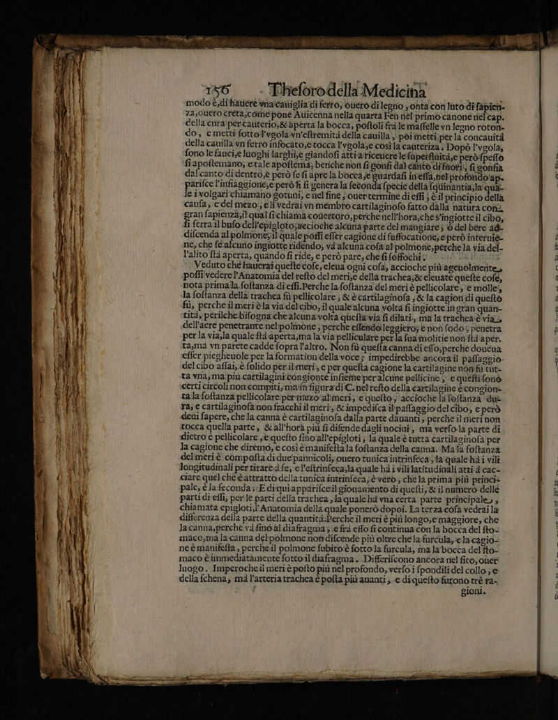 3Ì are modo è,dihatiere wnaicaviiglia di ferto; duero di legito s ont con lato di fapien- 72, QUero creta,come pone Auicenna nella quarta Fei nél' primo canone nel cap. cella cura per cauterio; 8 aperta la bocca, poftoli.fralemaffelle va legno roton- do, e metti fotto 'veolà-vn'eftremità della cauilla , poi metti per la concauità della cauilla vn ferro infocato,etocca l'vaolaze cosìla canteriza Dopò l’vgola, ‘fono lefauci;e luoghi larghi,e giandofi attiarticeniere le fuperflaità,e perd:fpeflo fiapoftemano; etale apoftermna; benche noti figonfi dal canto difiori:; fisonfia dalcanto didentro,è però fefi aprela bocca ;e Guardafi ieffa,netprofondo'ap. parifce l'infiaggione,e peròfi figenera la feconda fpecie della {quinantia;la' quà le ivolgarichiamano gotuni, e nel fine ; cuertermine di effi } èil principio della caufa, e delmezo.; eli vedrai vnimembro cartilasinofo fatto dalla natura con gran fapienza;il qualfiichiama codertoro, perche nell’hora;che S'ingiotteil cibo, fi ferrail bufordell’episloto;aeciochealcuna:parte del mangiare 5 è del bere ad difcenda alpolmonesil quale pofli effer cagione‘di faffocatione; e però interui&amp; ne, che fe-alcuno ingiotte ridendo, vd'alcuna cola al polmone;perche la via del- l’alito ftà aperta, quando fi ride, e però pare, chefifoffochig &gt; 0.0 Us: n Veduto chéhauerai quefte cofe, eletia ogni cofa; accioche più agenolmerite, pofli vedere l’Anatomia del reftò del meri;e della trachea;&amp; elenate quefte cofe, ‘nota primala foftanza di'effi.Perche lafoftanza del meri è pellicolare;; e molle), la foftanza della trachea fil pellicolare &amp; è cartilaginofa ;&amp; la cagion di quefto fù, perche il meri èla via delcibo;il quale alcuna volta fi ingiotte in eran quan- ‘tità,; perilche. bifognache alcunavolta quefta via fi dilati.,. ma la frachea:è via, dell'aere penetrante nel:polmone ; perche effendoilesgiero; € non fodos penetra perla via;la quale ftà aperta;ma la via pelliculare per la fua molitienonftà aper. ta,ma vn parete cadde fopra l'altro. Non fù quefta canna di efo, perché douéua efler piegheuole per la formation'della voce ; impedirebbe ancorail paffagcio. del cibo aflai, è folido per.ibmeri; e per quefta cagione la cartilagine non fi tut- ta vna, ma più cattilaginicongionte infiemeperalcune pellicine , e queftifono certi circoli nomeompiti;mainfigura di C:nelrefto della cartilagine è consion= ta lafoftanza pellicolare:pertmezo almeri; e quelto; accioche la foltanza dui ra; e cartilaginofa non fracchi il meri, &amp;impedifca ilpafasgiodelcibo, e però «deùi fapere, chela canna è cartilaginofa dalla parte dananti; perche ilmeri non tocca quella parte, &amp;call'horà più fi diendedagli nociui, ma verfola parte di ‘dietro è pellicolare yè:quefto fino'all’epigloti ; Ja quale è tutta cartilasinofa per la cagione che diremo; e così è manifefta la fotanza della canna. Mala foftanza del meri è compatta di due'pannicoliy nero tunica inttinfeca ia quale hà i vilî longitudinali per tirare: fe; e l’eftrinfeca;la quale hà i vililatitudinali atti-à cac- ciare quelcheèattratto dellatunita intrinfeca;è.verò ; chela prima più princi+ pale, è la feconda; E diquìapparifceilgionamento di quelti, &amp; il numero delle parti di effi; perle parti della trachea sla quale ha vna certa parte principale, ; chiamata epiglori,l’Anatomia della quale ponerò dopoi. La terza cofa vedrai la differenza della parte della quantità-Perche il meri è più longo;e:magsiore; che lacanna,perche và find al diafragma 3 e frà effo fitontinua con la bocca del fo- maco,ma la canna detpolmone nomdifcende più oltre che la furculayela cagio- ne è manifefta , percheil polmone fubito:è fotto la furcula, ma la bocca del fto- maco è immediatamente fottoil diafragma + Differilcono ancora nél fito; cher: luogo. Imperocheil meri è pofto più nel profondo, verfo i fpondili del collo ; e della fchena, mà l'arteria trachea è polta più ananti, e diquefto furono trè ra- 7 i gioni. i-—sd sie. nero ni [