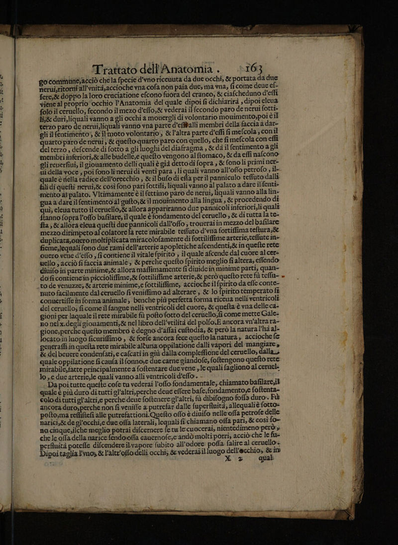 È ù (tb: è Sh 0; go commune,acciò che la fpecie d’vrio ricenuta da due occhi, &amp; portata da due nerui,ritorni all'vnità,accioche vna.cofa non paia due, ma vna, fi come deue ef- fere,g doppo la loro craciatione efcono fuora del craneo, &amp; ciafcheduno d’effi viene al proprio ‘occhio Anatomia del quale dipoi fi dichiarirà , dipoi eleua. folo il ceruello; fecondo il mezo d’efflo,&amp; vederai il fecondo paro de nerui fotti- li;g duri,liquali vanno a gli occhi a moùergli di volontario mouimento;poi è il terzo paro de nerui,liquali vanno vna parte d’efiballi membri della faccia a dar- gli ilfentimento;, &amp; ilmoto volontario, &amp; Paltra parte d’effi fi mefcola , conil quarto paro de nerùi )' &amp; queto quarto paro con quello, che fi mefcola con efli delterzo , defcende di fotto a gli luoghi del diafragma , &amp; dà il fentimento a gli membri inferiori,&amp; alle budelle;e quefto venzono al ftomaco, &amp; da effi nafcono» gli reuerfiui, il gionamento delli quali è già dettodi fopra ; &amp; fono li primi ner- quale è della radice dell'orecchio ; &amp; ilbufo di efta per il panniculo teffuto dalli fili di quetî nerui,&amp; così fono pari fottili; liquali vanno al palato a dare ilfenti- mento‘at palato. Vitimamente è il fettimo paro de nerui, liquali vanno alla lin= gua a dare ilfentimento al'sufto,&amp; il momimento alla lingua , &amp; procedendo dî quì; elewta tutto il ceruello,èr allora appariranno due pannicoli inferiori;li qualî {tanno fopra l’offo bafilare; il quale è fondamento del ceruello, &amp; di tutta la te- fta; &amp;allora eleua quefti due pannicoli dall’offo ; trouetaiin mezzo delbafilare: mezzo difimpeto al colatorela rete mirabile tetluto d’vna fortiffima teftura;&amp; duplicata,onero moltiplicata miracolofamente di fottiliffime arterie,teffute in+ fieme,lequali fono due rami dell’arterie apopletiche afcendenti,&amp; in quefte rete Quero vene d’etlo , fi contiene il vitale fpitito , il quale afcende dal cuore al cer+ uello , acciò fi faccia animale, &amp; perche quefto fpirito 1 eglio fi altera, effendo diuifo.in parte minime; allora maffimamente fi dinideil minime parti, quan- nuto facilmente dal ceruello fiveniffimo ad alterare, lo fpirito temperato fî conuertiffe in forma animale; benche più perfetta forma riceua nelli ventricoli del ceruello; ficomeilfangue nelli ventricoli del'cuore, &amp; quefta è vna delle ca- gioni per laquale ilrete mirabile fù pofto fotto del ceruello,fi come mette Gale- no nelx.degli gionamenti,&amp; nel libro dell’vrilità del polfo.E ancora vn’altra ra- gione;perche quefto membro è degno: d’affai cuftodia, &amp; però la natura. l’ha al- locato in luogo ficuriflimo , &amp; forfe ancora fece queftola natura &gt;. accioche {e generaffi.in quefta rete mirabile'altuna oppilatione dalli vapori del mangiare:s è delbeuere condenfati, e cafcati in-giù dalla compleffione del: ceruello, dalla, quale oppilatione fi caufa ilfonnose due. carne siandofe, foftengono quefto rete mirabile,fatte principalmente:a foftentare due vene »le quali fagliono al ceruel= lo € due arterie;le quali vanno alli ventricoli d'effor. - | Da poitutte quelte cofe:tu vederai l’offo.fondamentale;.chiamato:bafilare,il quale è più duro di.tutti gl’altri,perche deue effere bafe;fondamento;e foftenta- colodituttigl’altti,e percheideue foftenere:gl’altri, fù dibifogno foffa duro». Fi ancora duro,perche non fi veniffe a putrefar dalle fuperfluità, allequali è-fotto» pofto;ma refliftefi alle putrefattioni.Quefto offo è diuifo nelle-offa petrofe delle no cinque,ilche meglio potrai difcernere fe tu lecu ocerai, nientedimeno però: chele offadella narice:fendo:offa cauernofe;c:andò molti porri, acciò:che le fu= perfluità poreffe difcendere ilvapore fubito- all'odore: pofla: falire al ceruello»» Dipoitaglia l'rno &amp; l'altr'offo:delli occhi; 6 vederaiilluogo Sg n A im