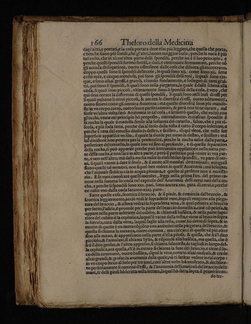 MIGONE. 7; / h / ® “ 166 Theforo della Medicina dagl’altri,e portati;e.la cofa portata deue efse più leggieri,che quella che porta, e benche fiano più fortili;che gl’altri.hanno maggior bufo.; perchela nuca è più nel collo, chein alcun’altra parte delli fpondili, perche ini è ilfuo principio, e perche quefti fpondili furono fottili,e duri, e continuate fermamente; perche né gli accada dislogatione, cueto offenfione dalle cofe che difuora gli incontrano, doppo quefti fonoli fpondili dellecofe ; le quali fono xi}. come fono.xij. fette coltevere,e cinquemendofe, poi fono glifpondili delli reni, li quali fono cin= que, efono afsai groffi,e grandi, efsendo fondamento, e foftegno di. tutti gl’al- tri, poi fono li fpondili, li quali fono nella piegatura,la quale è dalla fchena alla coda; li quali fono piccoli ; vitimamente fono li fpondili della coda, è vero , che quì deni notare la differenza di quefti pondili, li quali fono nelli bufi dieffi per liquali pafsano linerui piccoli, &amp; ancora le diuerfità di effi, ouero aditamenti; quero fimeni come:glinomina Auicenna ; mà quefte-diuerfità fono più manife- ftcin vncorpo cotto, ouero fecco perfettamente, &amp; però non tene-curare ;, mà forfevn’altra voltafarò. Anatomia.in talcofa; e fcriuerò quello, che vedtò con ’occhiy come nel principio hò propofto , nientedimeno: in ciafcun:fpondile è fa nucha la quale è medolla fimile alla foftanza del ceruello, faluoyche è più vi-. {cofa, e più foda fatta, perche dia al fenfo dalla.tefta tutto il corpo inferiore; e perche è nata dal.ceruello diuifo.in deftro, e finiftro, di quì viene; che nelle fue fuperficie appatifce vn filo. ;.il quale la divide per mezo.in deltro, e finiftro ;- mà tal diuifione non penetra perla profondità;:perche la; nucha niafce dalla parte pofteriore del'ceruello,la quale nonvà fino a ‘profondo ,ediqueta feparation della nucha,ti può apparire perche può interuenire oppilatione nella meza par- te detta nucha,enonfaràinaltra parte,e però il padletico può venire in vna pare te, enonnell’altra;mà dalla nucha nafce inciafchedunfpondili., vn paro di ner- vi, liquali vanno à dare il.fenfo &gt;&amp;il moto alli membri. determinati; maàquali fiano quefti tal membri, non fi.può ben vedere in quelt’Anatomia ; mà bifogna;. che l’animale frdifcacciainacqua piouanase quefto al prefente non: è neceffla- rio.. E fe vuoi conofcere queftimembri., leggi: nella-prima Fen. del: primo ca- none nella fomma feconda nel:capitolo dell'Anatomia dellinerui nati-della mne cha, e perche li fpondili fono xxx. pari, fono:ancora xxx. para dinerui,e perche: nenafce vno dalla coda faranno xxx), paro . lai SAR Fatte quefte cofe;:fcortica ilbbraccio, &amp; il piede, &amp; comincia dalbraccio , 8 {corticalesgiermente;acciò vedi le fopradette vene,lequali vengono alla piega» tuira del braccio y &amp; allora vedraila fopradetta vena; la qual:penetra albraccio: perfotto;l’affela,e procede perla parte delbraccio dométtica,cioè no pelofa;8c riore del cubito èla cephalica,laqual’è vacua dalla.tefta,e viene al braccio fopra. ta furcula;nata dalla vena» laqualfaglie allatefta, Con detto di fopra;.&amp;in mezzo di quelte è vn ramascogioto conambedoi nella piegatura delibraccio;8t quefta fichiama la mezana; ouero comuna, ma ciale figa fte và più oltre fino alla mano; &amp;apparifcono nella parte d’efsa pilofa, &amp; quella, che frà’ dito picciolo;s&amp; l’annulare;fi chiama Sylin, &amp;rifponde alla bafilica,ma quella, che è frà ildito srofso,&amp; l'altro apprefso;,fi chiama faluatella,&amp;c tagliafi inluogo:deli la cephalica,ma quella,ch'è inimezzo fi-chiama.la fune del.braccio,e.tiene.illo» cosdella commune, cuero bafilica, dipoi:le vene,noteraiafsaimufcoli,&amp; corde: afsaigrandi;&amp; grofse,la anatomia della quale,no ti.faticar vedere in.talcorpo &gt; in vncorpofecco alSole per treanni,com'altre volte hòmoftrato,&amp;.dechiara- to perfettamente: il numero d'effî, &amp;l’anatomiadellimufcoli.delibracciodelle: mani,&amp; delli piedi hòfcrittanella:lettura-laqualhò. fattafopra.il: primo Rega Ootera.