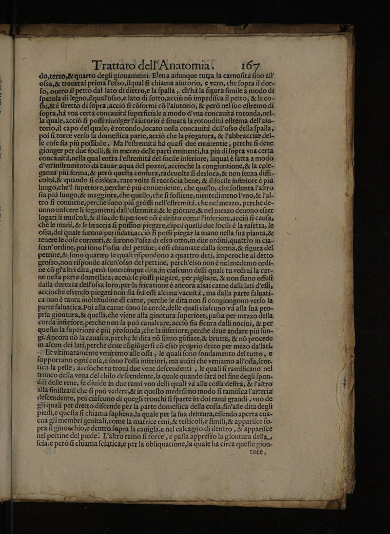 do,terzo,&amp;tiquarto degli gionamenti: Elena adunque tutga la carnofità fino all ofsa,&amp; trouerai prima l’ofso,ilqual fi chiama aiutorio, e vero, che fopra il dor- fo, cueroil petto dal lato di dietro,e la fpalla ;: ch’hà la figura fimile a modo di fpatoladi lesno;ilqual’ofso;e lato di fotto;acciò no impedifca il petto; &amp; le co- fte,grè ftretto di fopra;acciò fi coformi co l’aintorio; 8 però nel fuo eftremo di fopra,hà vna certàconcauità fuperficiale a modo d’vna concauità rotonda,nel- laquale,acciò fi poffiriuolgerl’aiùutorio è fituata la rotondità eftrema dell’aiu- torio;il capo del quale; èrotondo;locato nella concauità dell’ofso della fpalla ' poi fi torce verfo la domeftica parte, acciò che la piegatura; &amp;-l'’abbracciar del- le cofe fia più poffibile. Ma l’eftremità ha quafi due eminentie ; perche fi deue gionger per due focili;&amp; in mezzo delle parti eminenti;ha più difopra vna certa concauità,nella qualentta l’eftremità del.focile inferiore, laqual è fatta a modo d’vn'inftramento da canar aqua del pozzo, acciochela congiuntione;&amp; la cole- ganza!più ferma;&amp; però quefta contura;radeuolte fi.desloca,&amp; nonfenza diffi- coltà,&amp;'quando fi disloca,rare:volte firaccocia bene, &amp; il focile inferiore è più lungo;che'l-fuperfore,perche‘è più:coniteniente; che quello;: che foftenta l’altro fia più lungo; &amp; maggiore,che:quello;che fi foftiene; nientedimeno l'vno,&amp; l’al- tro fi conuiene,perche'fono:più gréòffi nell’eftremità,che nelmezzo; perche de- uonomnafcerelilegamenti.dall’eltremità,&amp; le gioture,&amp; nel mezzo deuono efser logatilimufcoli,&amp; il focile fuperioré no è dritto come l’inferiore,acciò fi caufa» che le mani, &amp;ebraccia fi poffino: piesare;dipoi quefti due focili è la rafetta, le ofsa;del quale CAO reco fi pofli piegarla mano nella fua pianta;&amp;c tenere le cofe correnti, &amp; furono l’ofsa:di efso'otto,in due ordini,quattro in cia- fcun'ordine; poi fono l’ofsa del pettine; cofi chiamate dalla forma;&amp;:figura del pettine,&amp;:fono quattro le quali rifpondono a quattro deti, imperoche al detto grofso,nonirifponde alcun’ofso del pettine, perch’efsa non è nel medemo ordi- ne.to gl'altri dita,però:fono:cinque dita;in:ciafcuno delli quali tu vedrai la car- ne nella parto domeftida; acciò:fe poffî piegare, per pigliare, &amp;non fiano offefi dalla durezza dell’ofsa lorosperla fricatione è aricora afsai carne dalli lati d’effi, accioche efsendo piegati nowfia frà effi alcuna vacuità , ma dalla parte faluati- canon è tanta moltitudine di carne, perche:le dita non fi congiongono verfo la parte faluatica.Poi alla carne: fono le corde,delle quali ciafcuno!và alla fua pro- pria giontura;&amp; quella;che viene alla giontura fuperiore, pafsa per mezzo della corda'inferiore, perche non:la può caualcare;acciò fia ficura dalli nocini, &amp; per quelto.lafupériore è più profonda ;che la inferiore; perche deue andare più lun- ‘ givAncora n6 la caualca,perche le dita n6 fiano. gOfiate,&amp; brutte, &amp; nò procede in alcun dei lati,perche deue cogiogerfi cò efso proprio dreto per mezo da'lati. -£ Etvltimatamente veniremoalle offa ,-le quali fono fondamento deltutto, e fopportano ogni cofa,efono l’offa inferiori, mà aviti ché veniamo all’offa,fcor. tronco della vena del chilo defcendente,la quale quando farà nel fine degli fpon. dili delle rene; fe diuide in due rami vno delli quali và alla coffadeftra; &amp; l’altro alla finiftratil che fi può vedere,8 in quefto medefiimo modo fi ramifica l'atteria defcendente, poi ciafcuno di quegli tronchi fifparte im doi rami grandi jvno de . gli quali per dretto difcende perla parte domeltica della cofla;fin’alle dita degli piedi,e quefta fi chiama faphena,la quale per la fua drittura,efendo aperta cua- cua gli membri genitali,come la matrice reni,&amp; tefticoli,e fimili,&amp; apparifce fo- pra Il ginoaehio,e dentro fapra la cauigla,e nel calcagno di dentro , &amp; apparifce nel pettine del piede: L’altro ramo fi torce, e paffa apprefso la giontura della, fcia:e però fi chiama fciatica;e per la obliquatione,la quale ha circa quefte gion- ture,