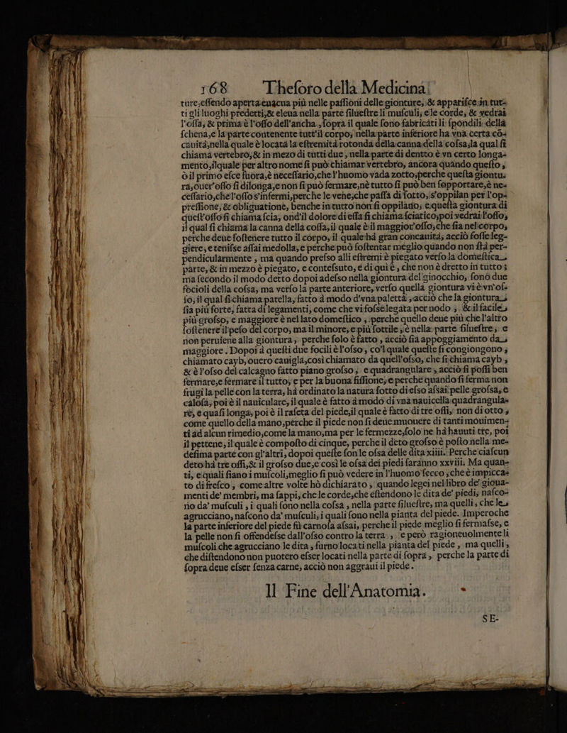 È, pa: 4 LA Ps: | Ti SS in) ff fo dl | 168 T'heforo della Medicina! \ la parte inferiore del piede fi carnofa afsai, perche il piede meglio fifermafse, e