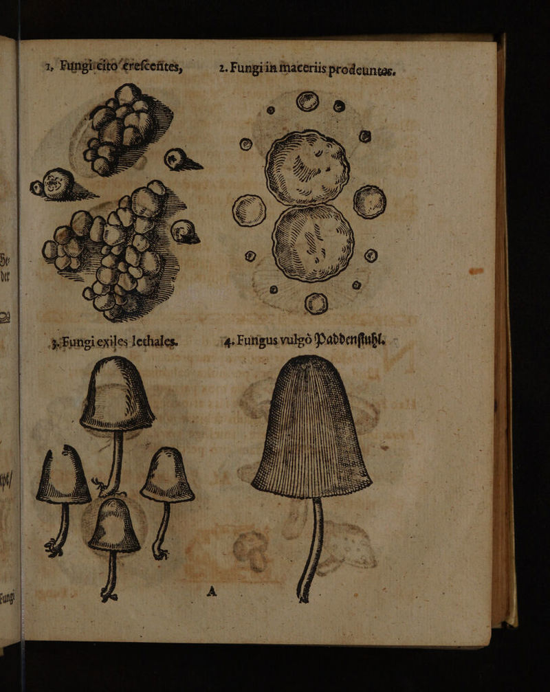 1, Fungircito’erefcefites, 7 D ZZ, 4 e { 2 “ ', . Ye 4 2. r Cr ar i %