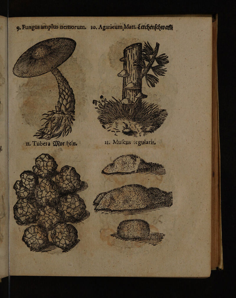 ! \ arıs, gul ‚ Mufcus ie, 12 ‘ 3 he 1 22 Tubera Mor u, 78 , Een erer,g > — nn u Ai dr EA BEZ ——” R Mr al ar, he, Ds er RR 3 ”, nr dr ee