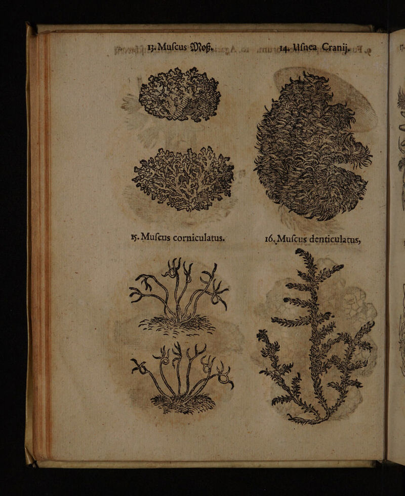 latus, “.. Seht a7 DD IES Be > 2 BD, ie ERS Mic ZEN ER HAKEN AZ IM N N ZEN KISS 16. Mufcus denticu = De \ r Val i E; 38. Mufeus corniculatus.