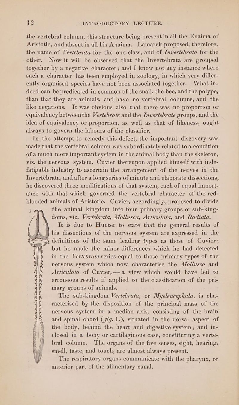 the vertebral column, this structure being present in all the Enaima of Aristotle, and absent in all his Anaima. Lamarck proposed, therefore, the name of Vertebrata for the one class, and of Invertebrata for the other. Now it will be observed that the Invertebrata are grouped together by a negative character; and I know not any instance where such a character has been employed in zoology, in which very differ- ently organised species have not been associated together. . What in- deed can be predicated in common of the snail, the bee, and the polype, than that they are animals, and have no vertebral columns, and the like negations. It was obvious also that there was no proportion or equivalency between the Vertebrate and the Invertebrate groups, and the idea of equivalency or proportion, as well as that of likeness, ought always to govern the labours of the classifier. In the attempt to remedy this defect, the important discovery was made that the vertebral column was subordinately related to a condition of a much more important system in the animal body than the skeleton, viz. the nervous system. Cuvier thereupon applied himself with inde- fatigable industry to ascertain the arrangement of the nerves in the Invertebrata, and after a long series of minute and elaborate dissections, he discovered three modifications of that system, each of equal import- ance with that which governed the vertebral character of the red- blooded animals of Aristotle. Cuvier, accordingly, proposed to divide : the animal kingdom into four primary groups or sub-king- i \ doms, viz. Vertebrata, Mollusca, Articulata, and Radiata. It is due to Hunter. to state that the general results of his dissections of the nervous system are expressed in the j definitions of the same leading types as those of Cuvier; but he made the minor differences which he had detected in the Vertebrate series equal to those primary types of the nervous system which now characterise the Mollusca and Articulata of Cuvier,—a view which would have led to erroneous results if applied to the classification of the pri- mary groups of animals. The sub-kingdom Vertebrata, or Myelencephala, is cha- racterised by the disposition of the principal mass of the nervous system in a median axis, consisting of the brain and spinal chord (fig. 1.), situated in the dorsal aspect of the body, behind the heart and digestive system; and in- closed in a bony or cartilaginous case, constituting a verte- bral column. The organs of the five senses, sight, hearing, smell, taste, and touch, are almost always present. The respiratory organs communicate with the pharynx, or anterior part of the alimentary canal. eee ee y SSSSEEEEZZ